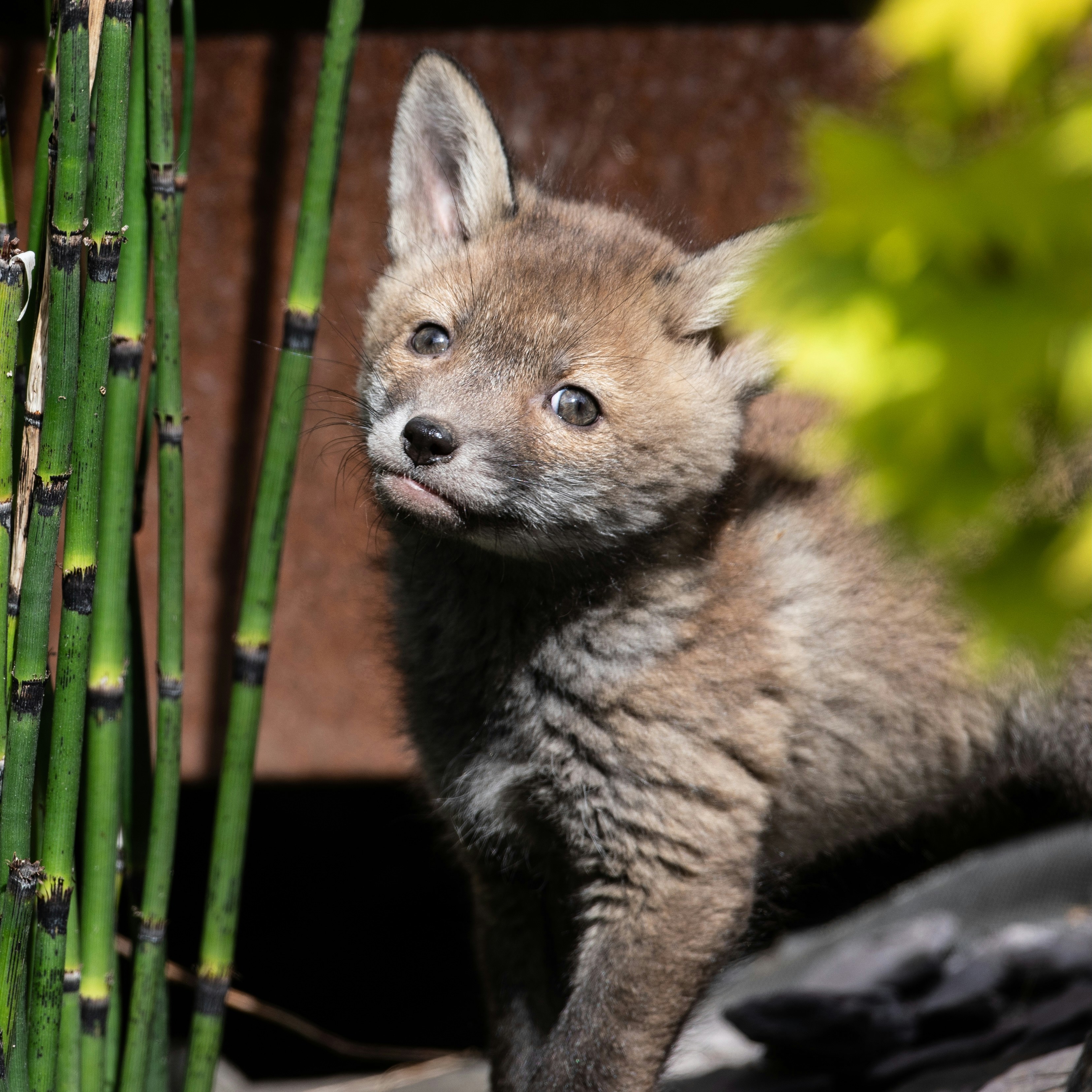 A curious fox cub peeks out from behind bamboo.