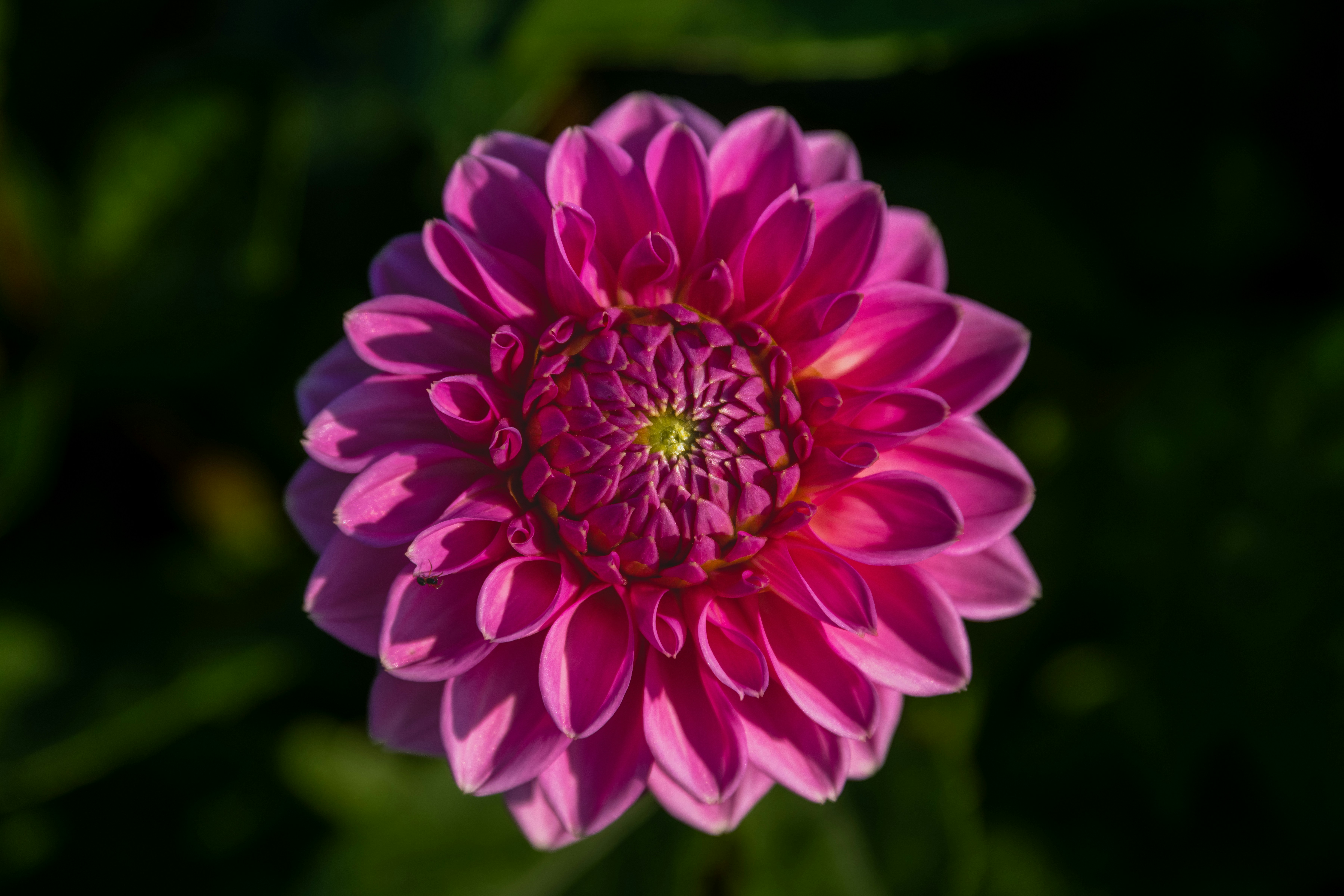 Photo by siegfriedpoepperl