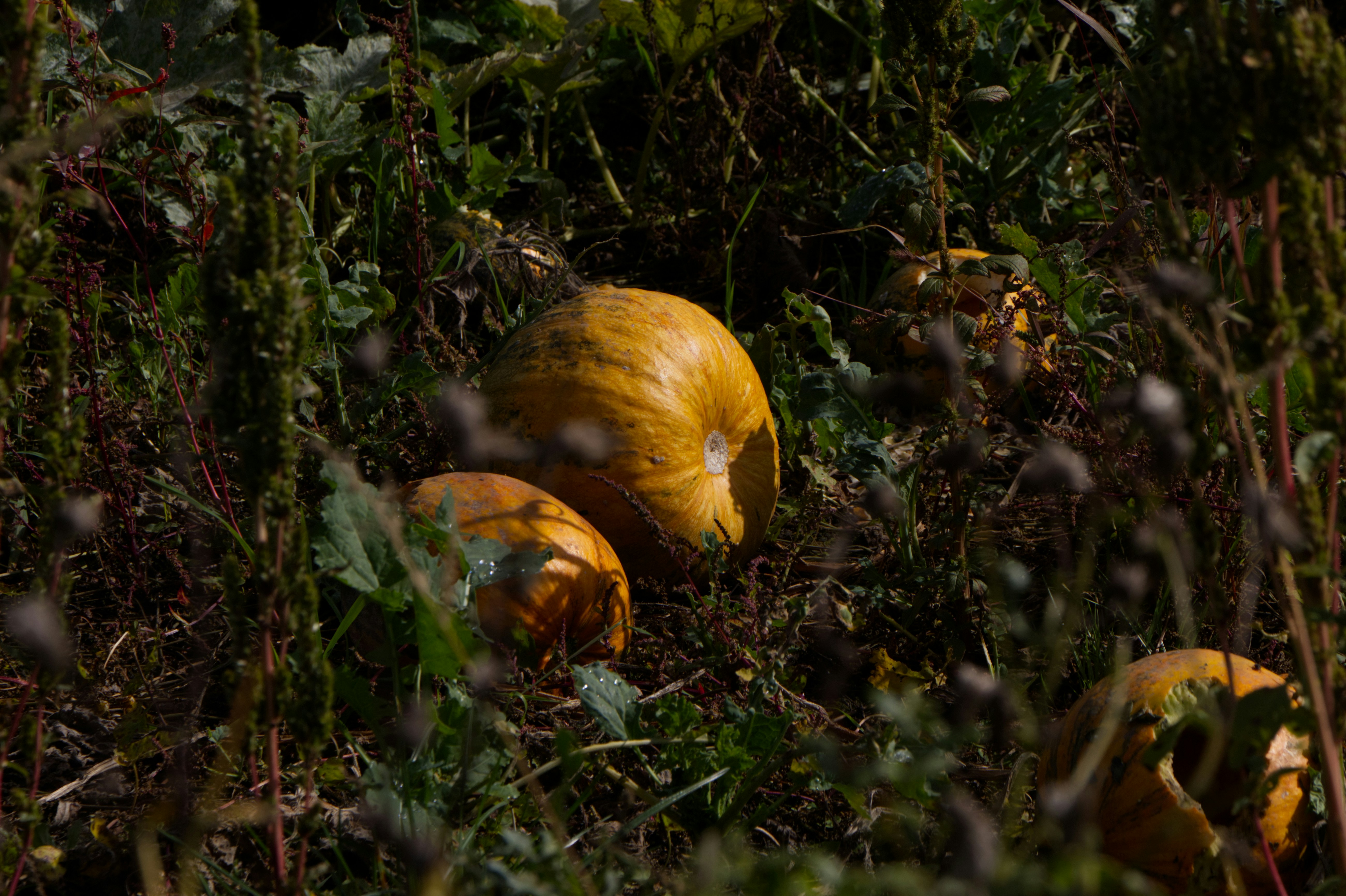 Mehrere reife Kürbisse schmiegen sich in grünes Laub.