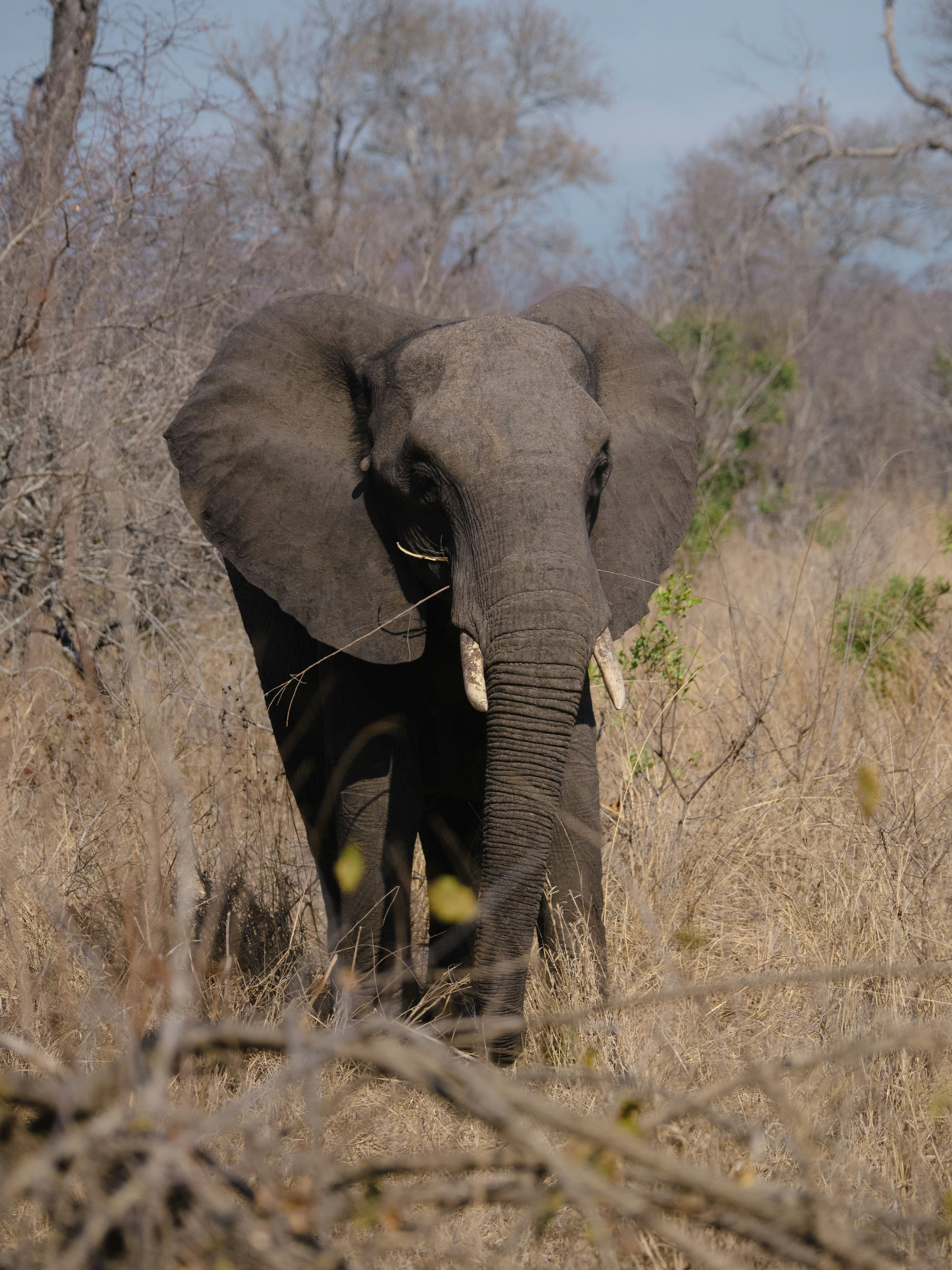 An elephant walks through dry grass and brush.