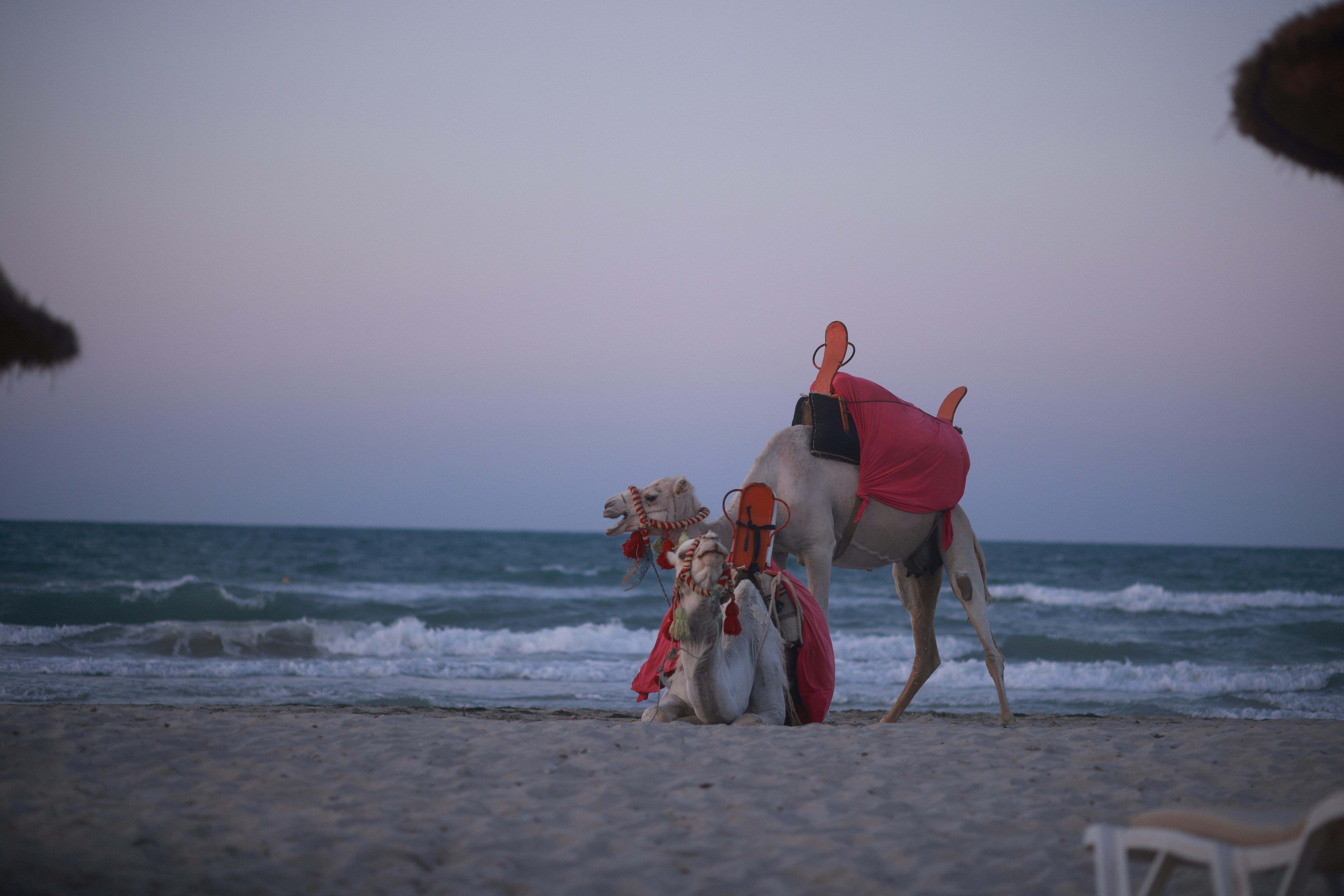 Camel resting on a sandy beach at dusk.