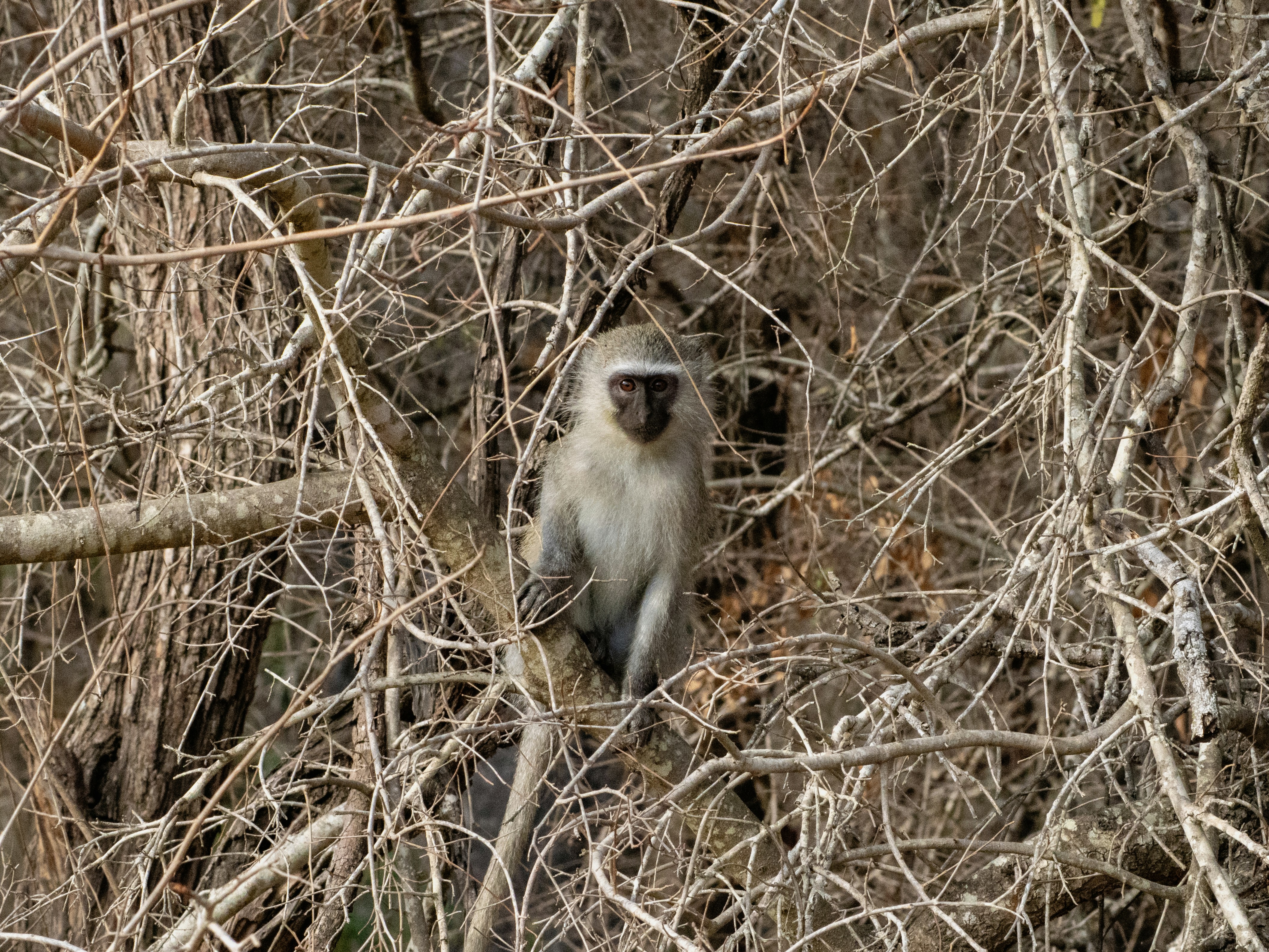 A monkey sits among dry branches