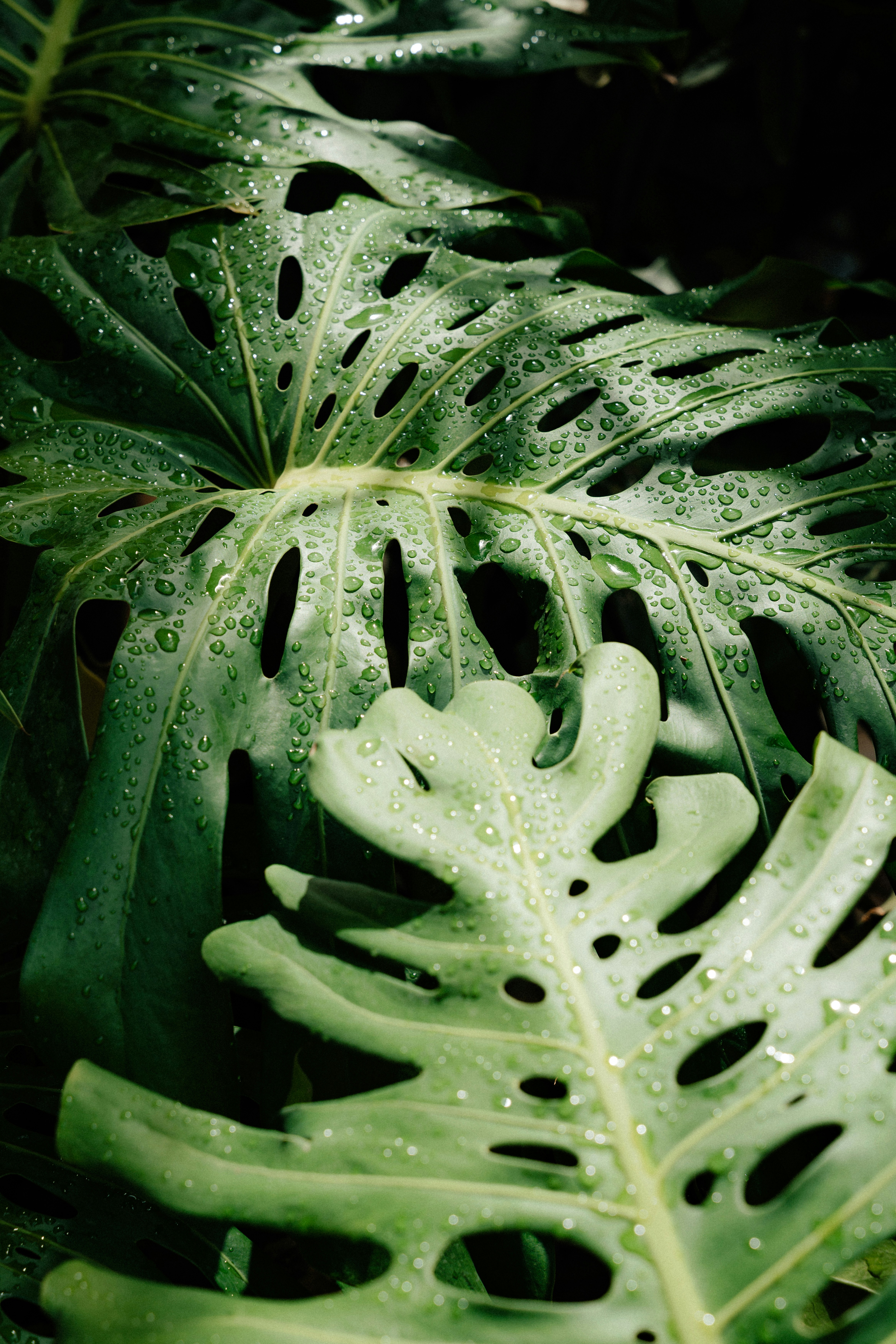 Green monstera leaves with water droplets