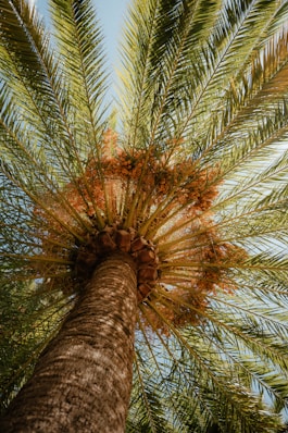 Looking up at a palm tree trunk and fronds