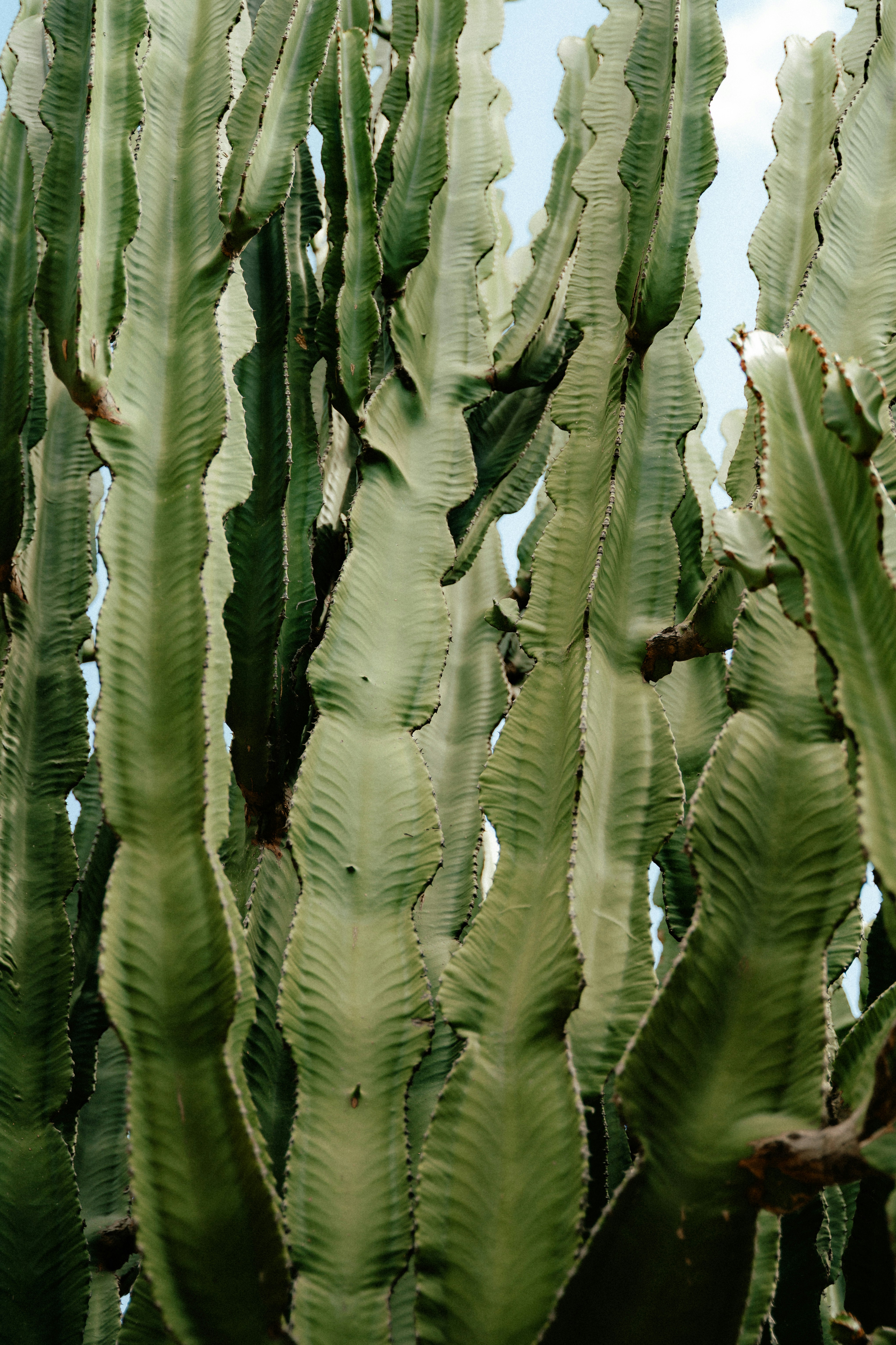 Tall, ribbed green cactus stalks against a blue sky.