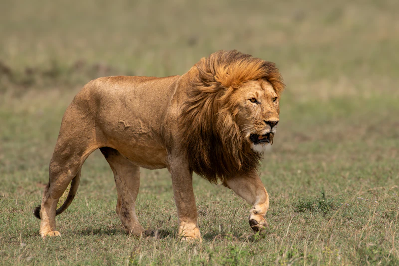 Which animal are you at heart?