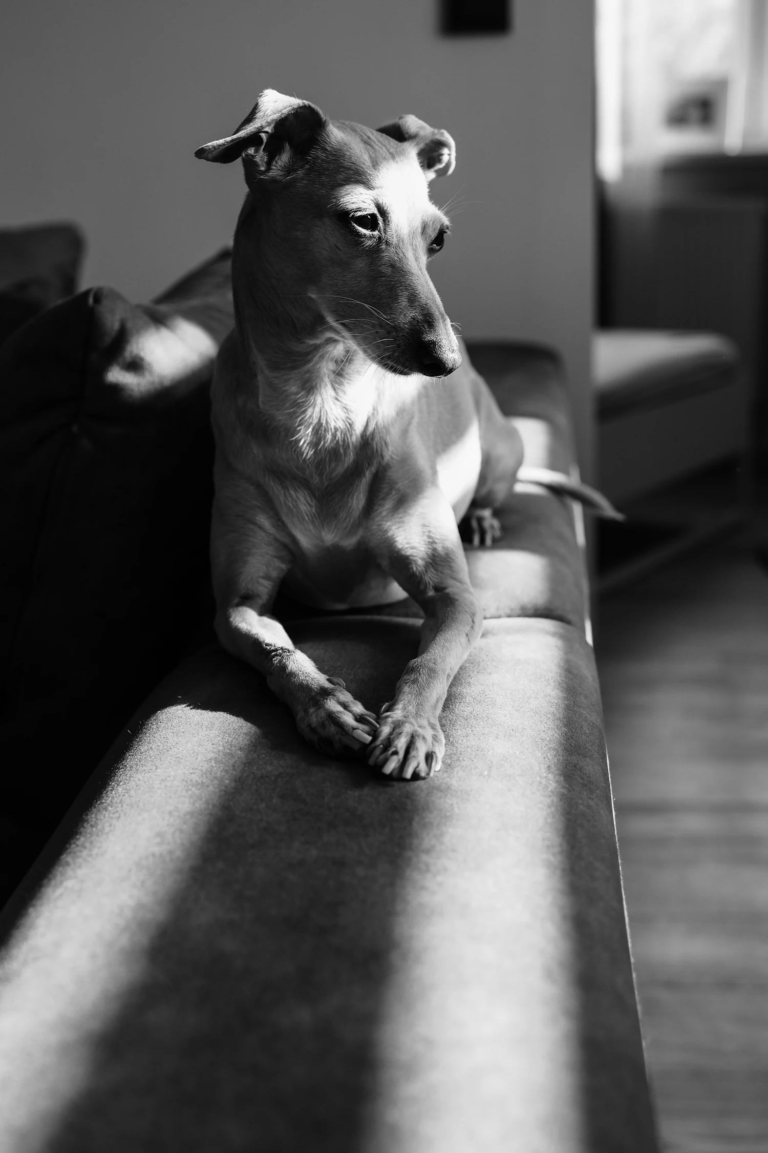 Hund entspannt auf einem Sofa im Sonnenlicht