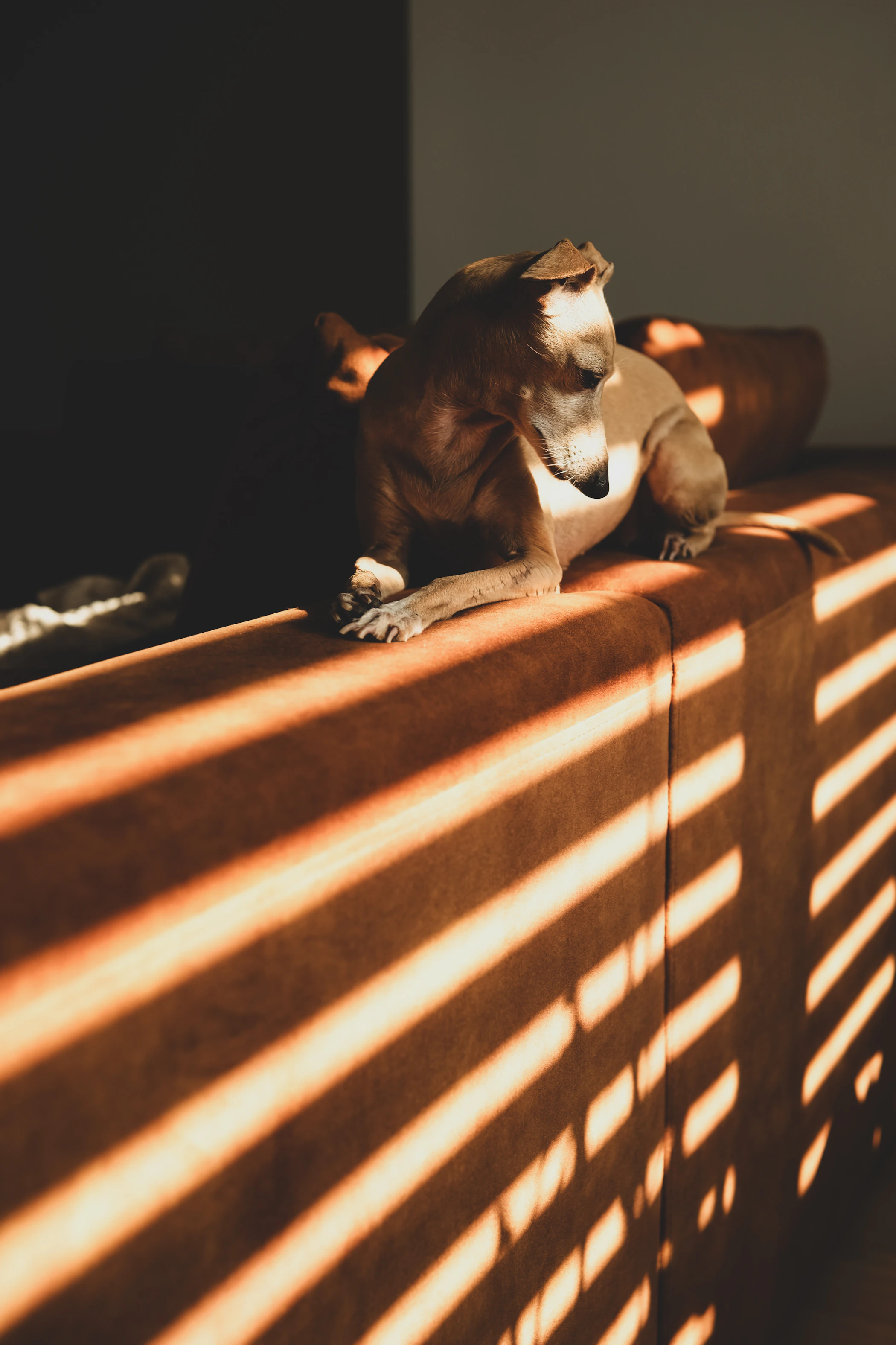 Dog resting peacefully on a sofa in warm natural light