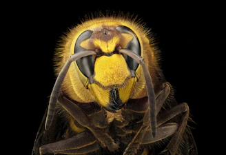 Close-up of a hornet's face with black background