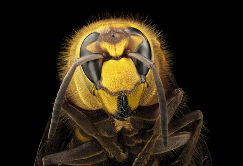 Close-up of a hornet's face with black background