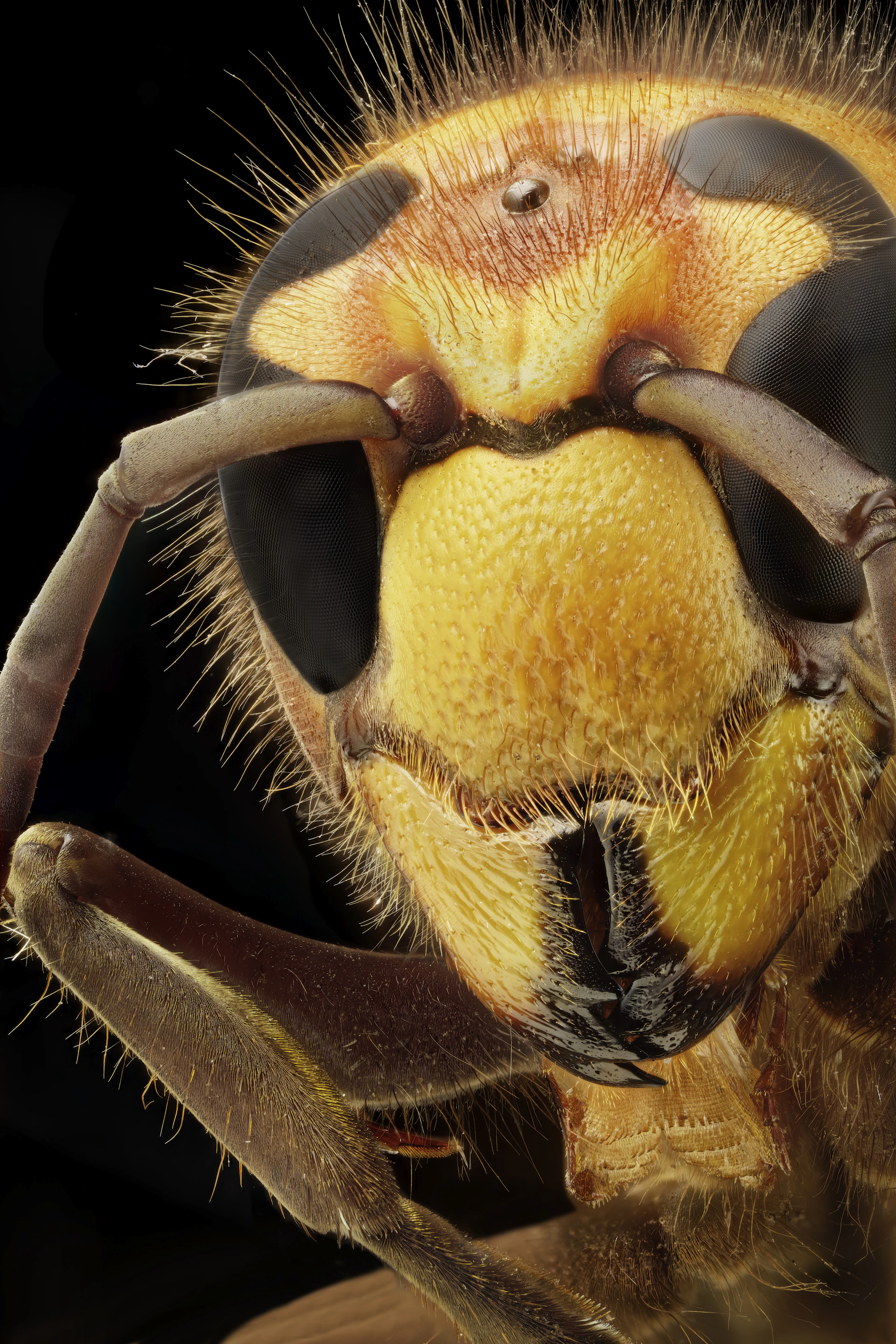 Extreme close-up of a hornet's head against black