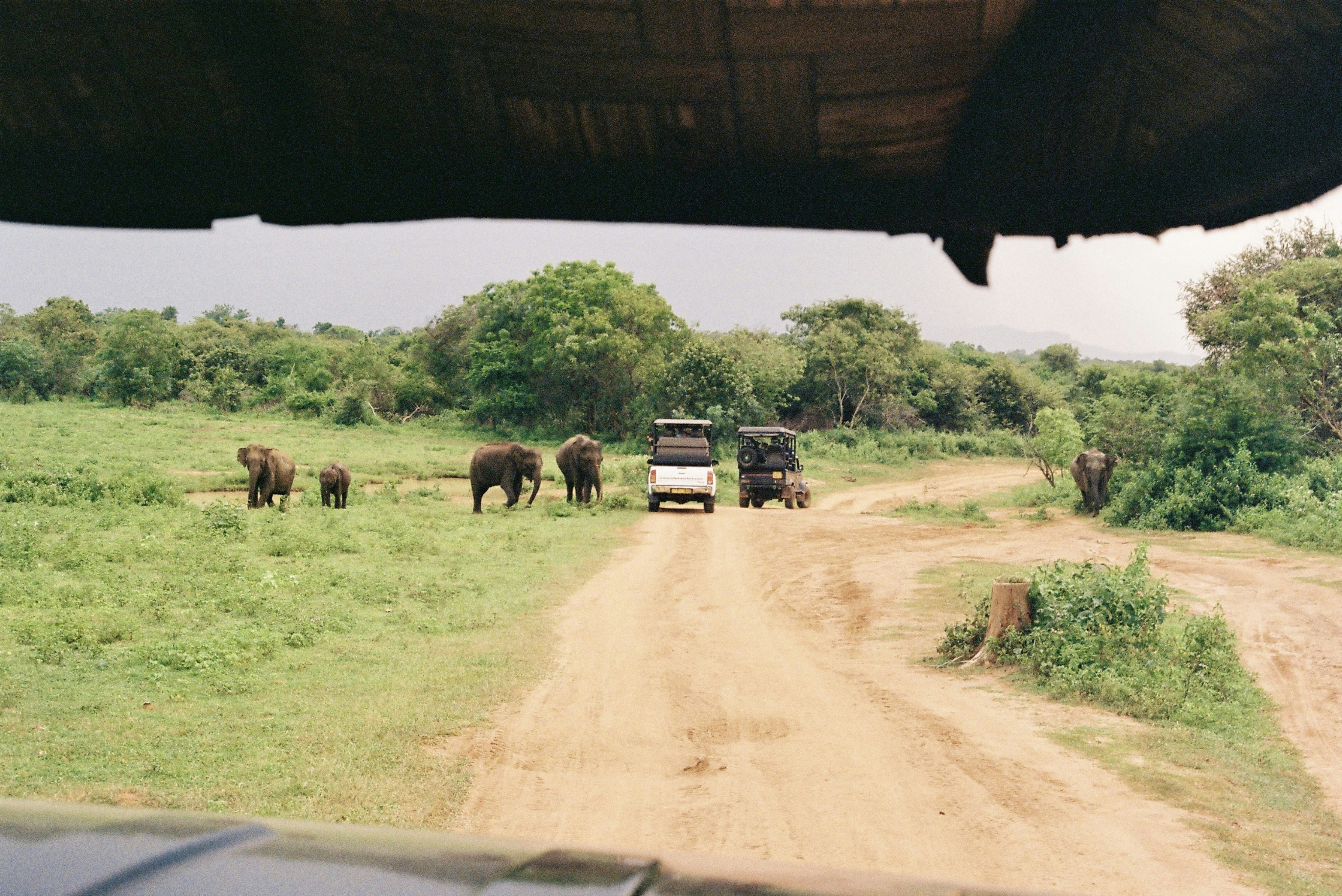 Safari Elephants