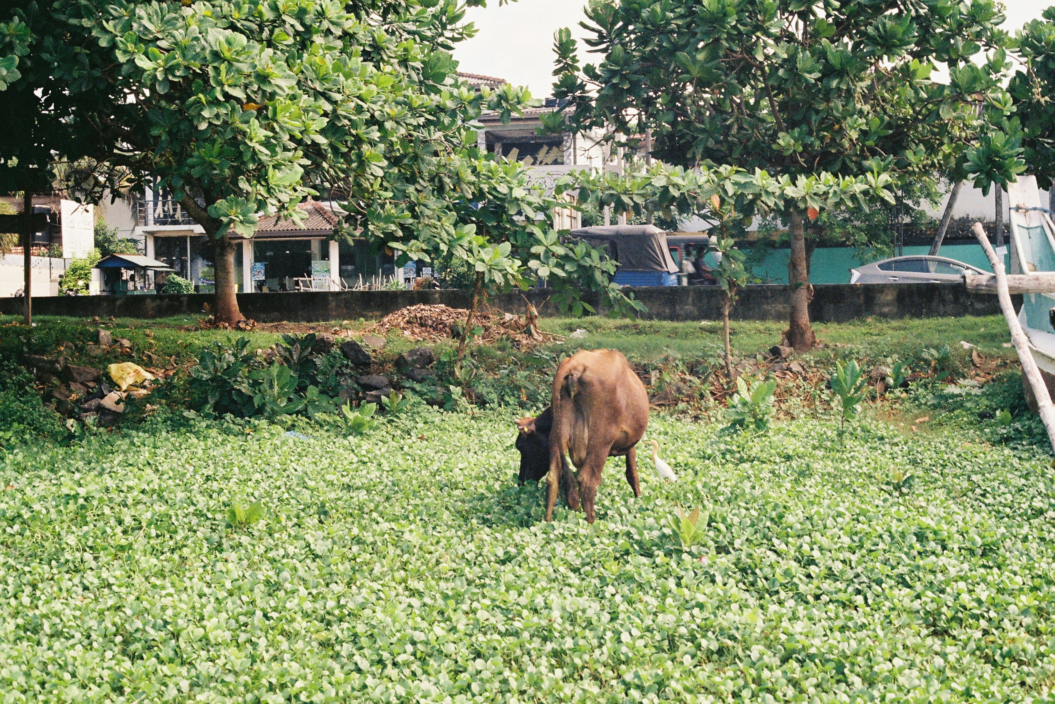 Cow at the beach