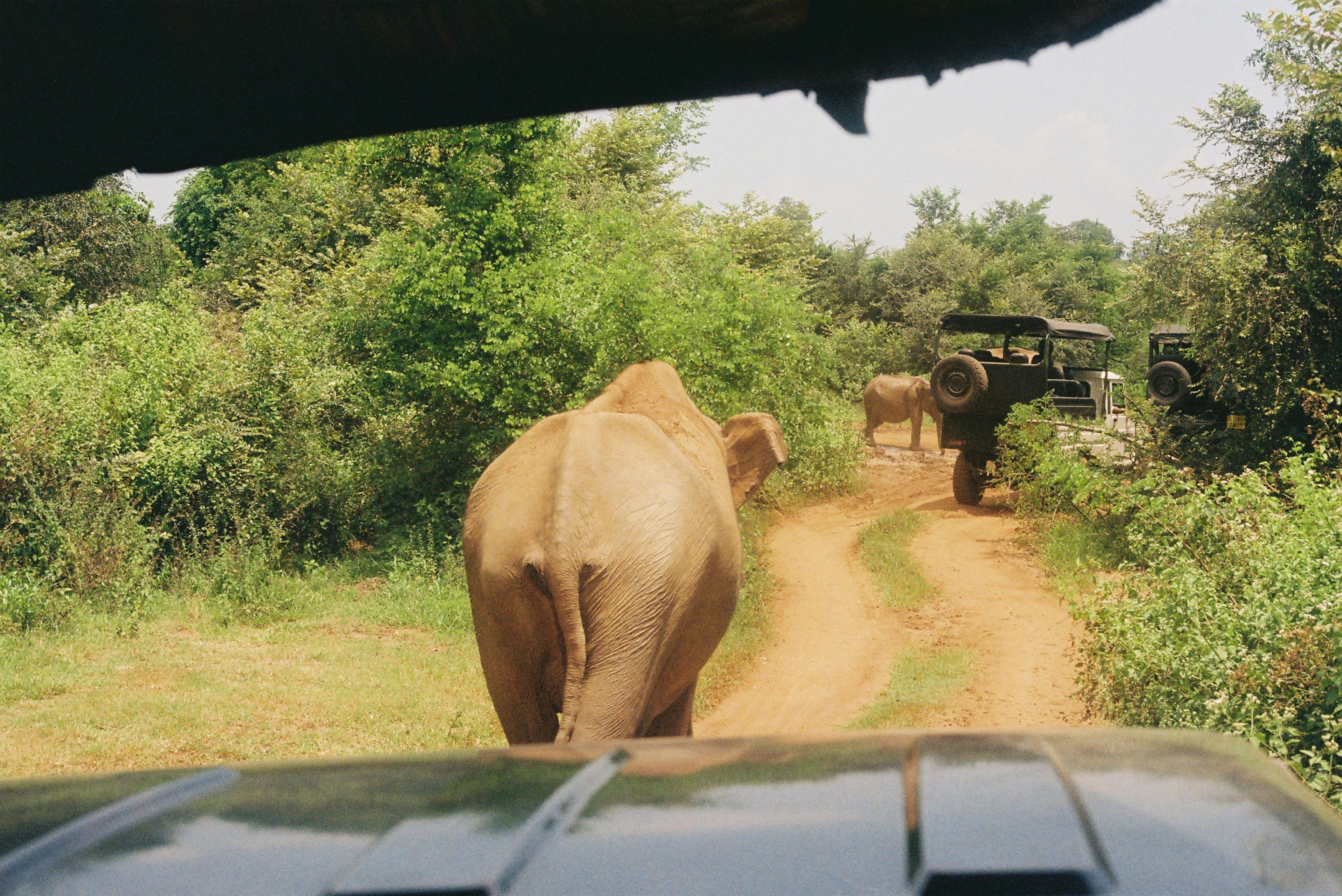 elephant on a safari drive - hidden bucket list ideas