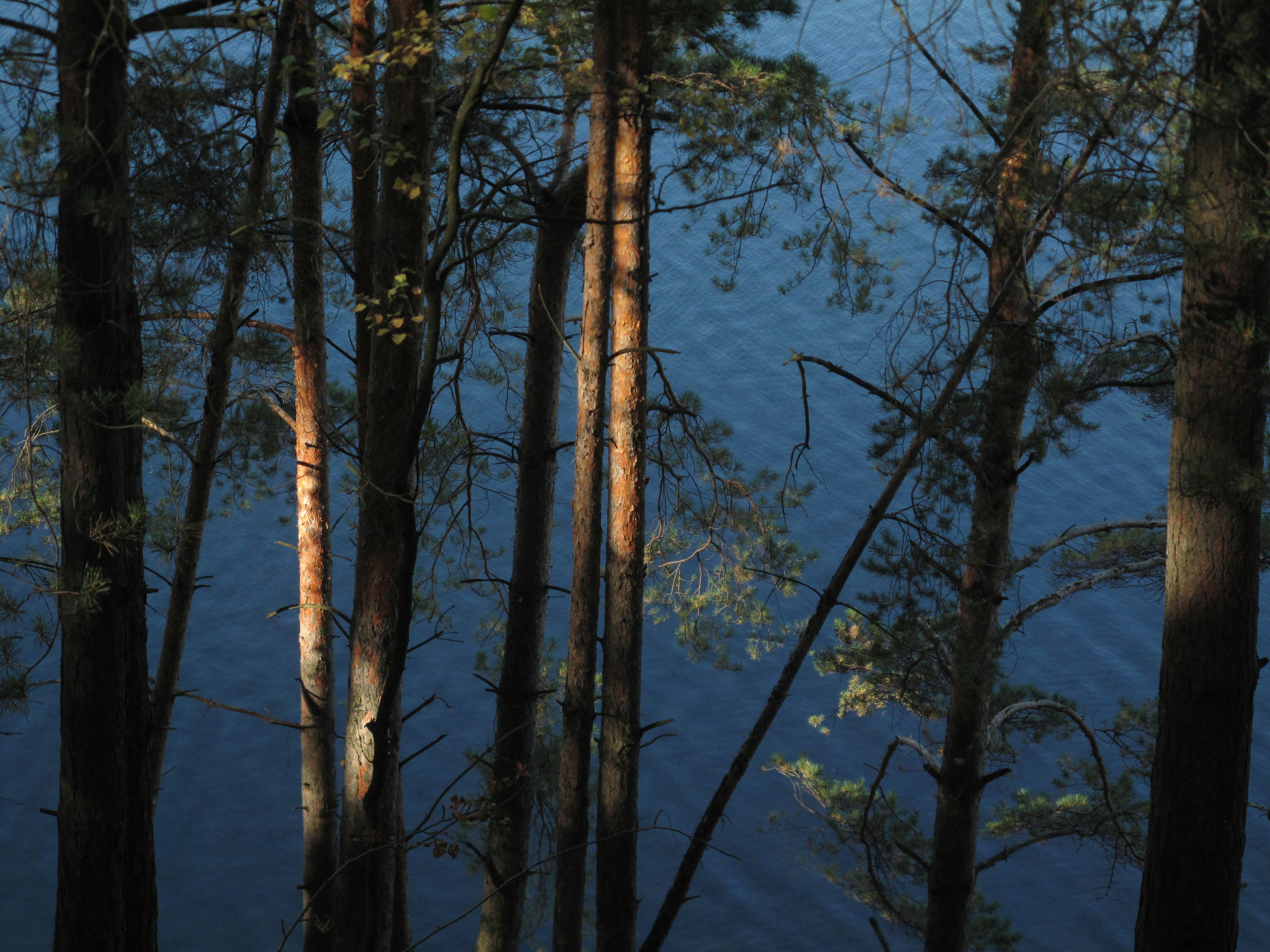 Photo by clupeonella