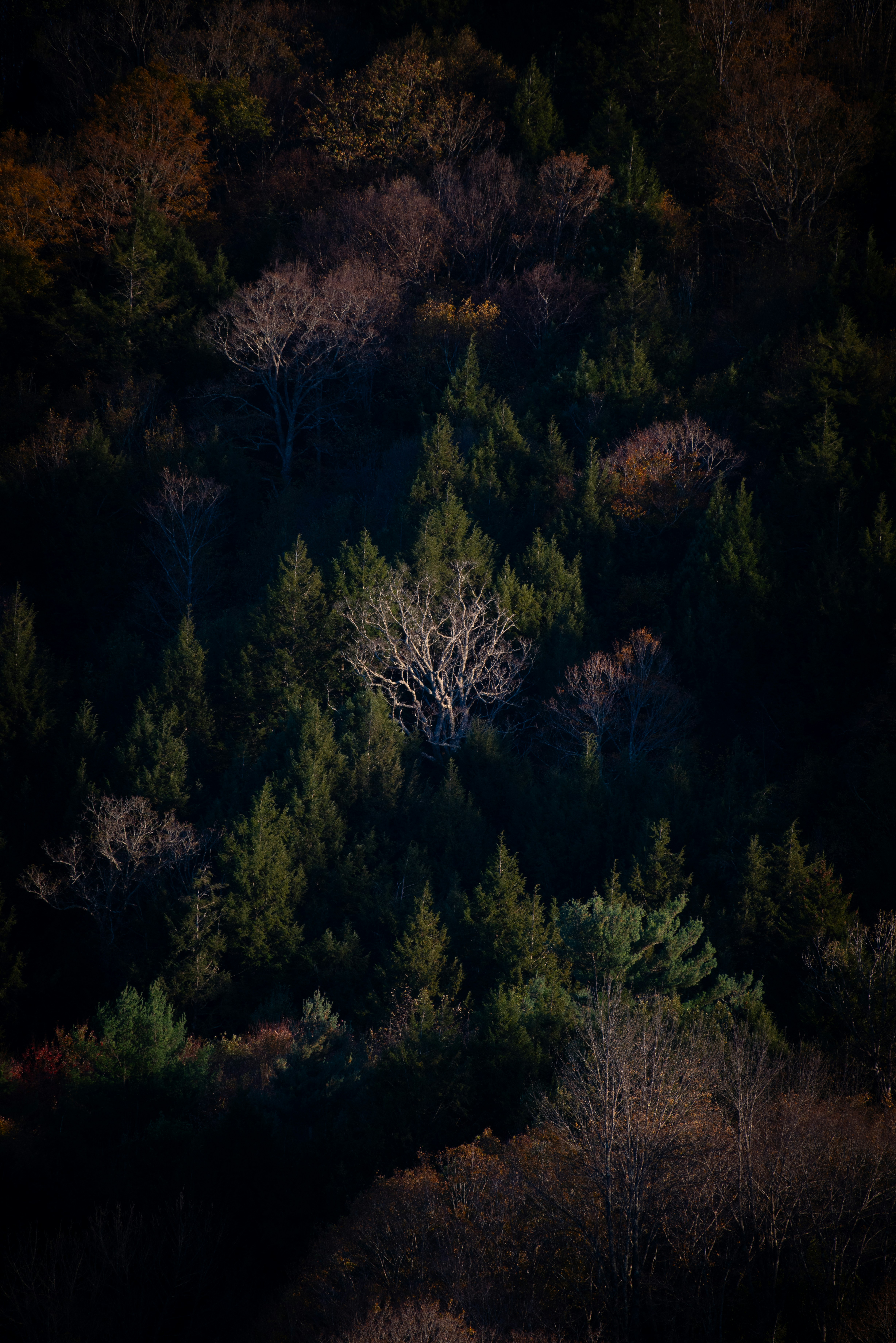 A stark, bare tree stands out in a dark forest.