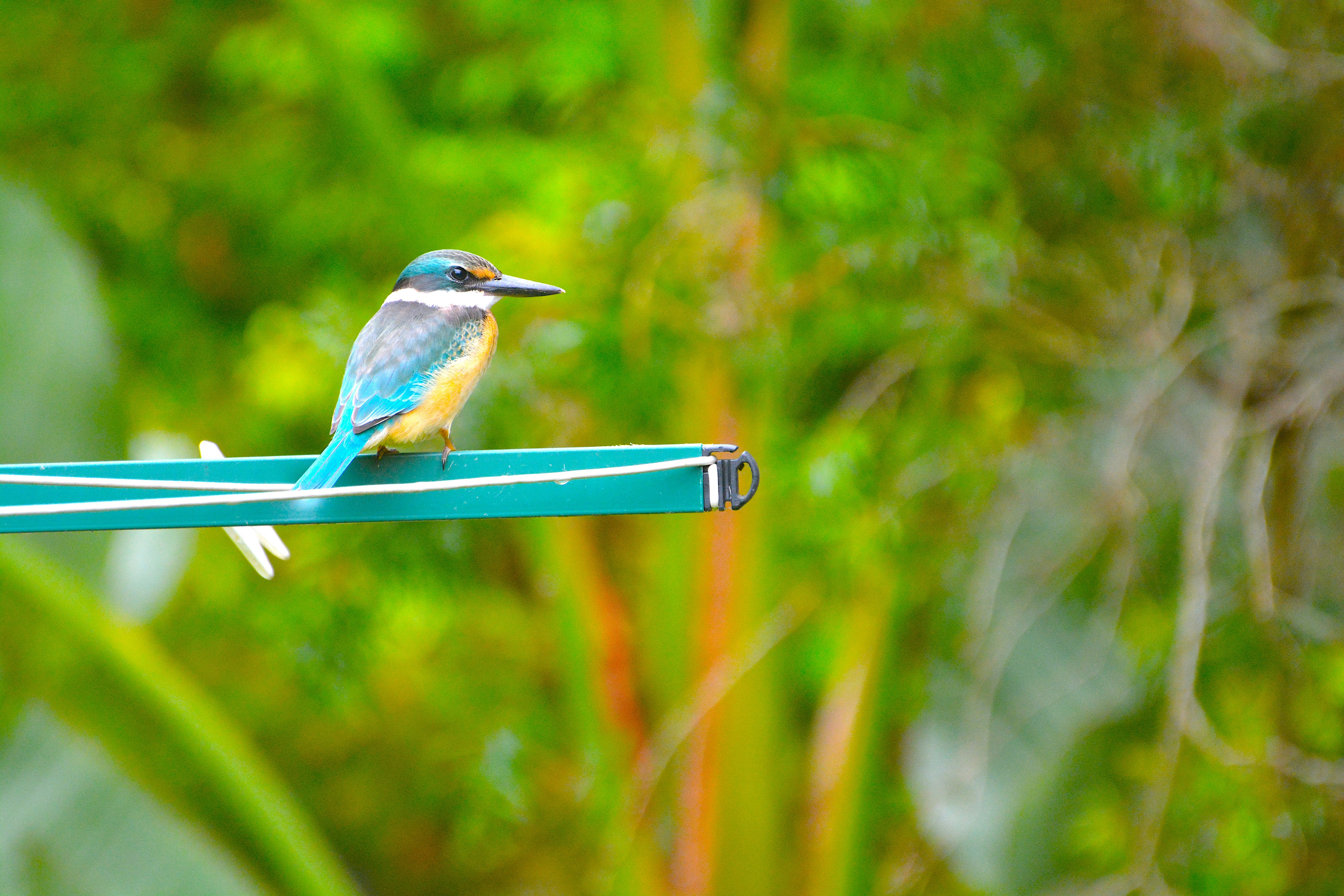 A kingfisher bird rests on a clothesline.