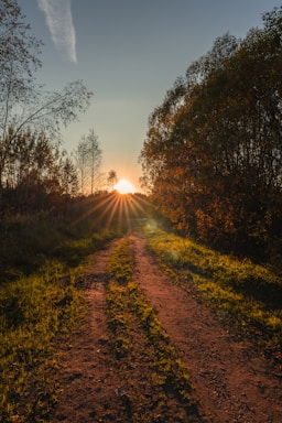 Sun setting over a dirt path through trees