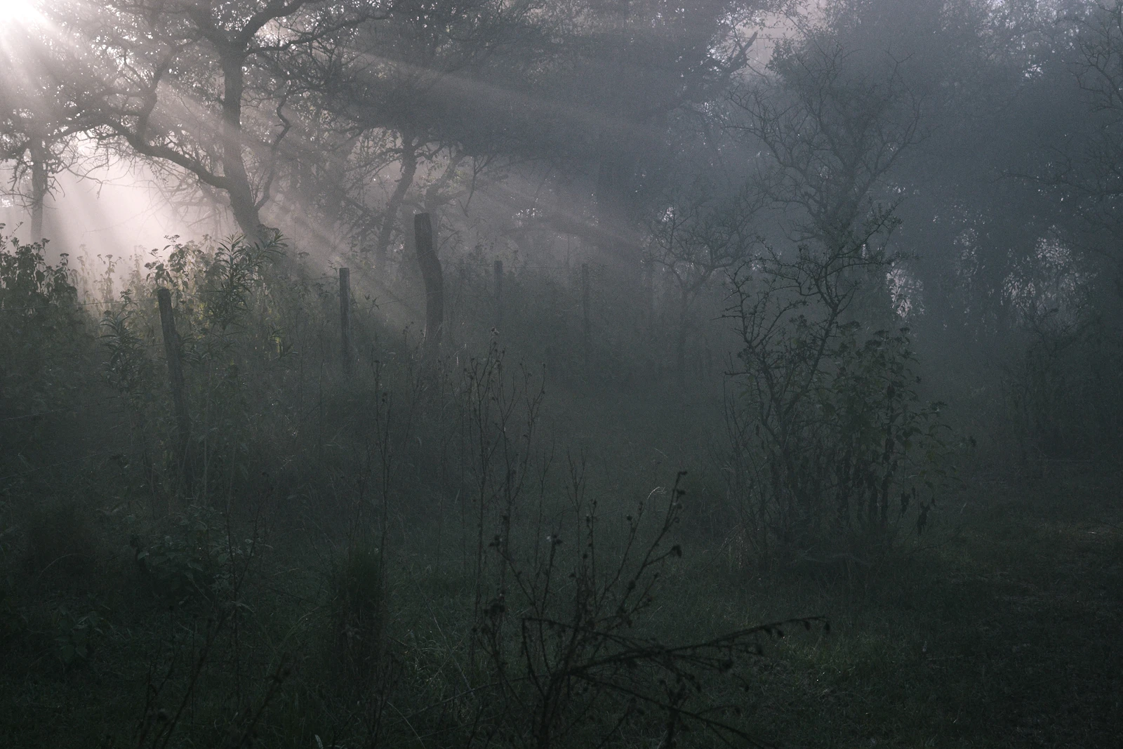 Sunbeams breaking through mist in a forest canopy