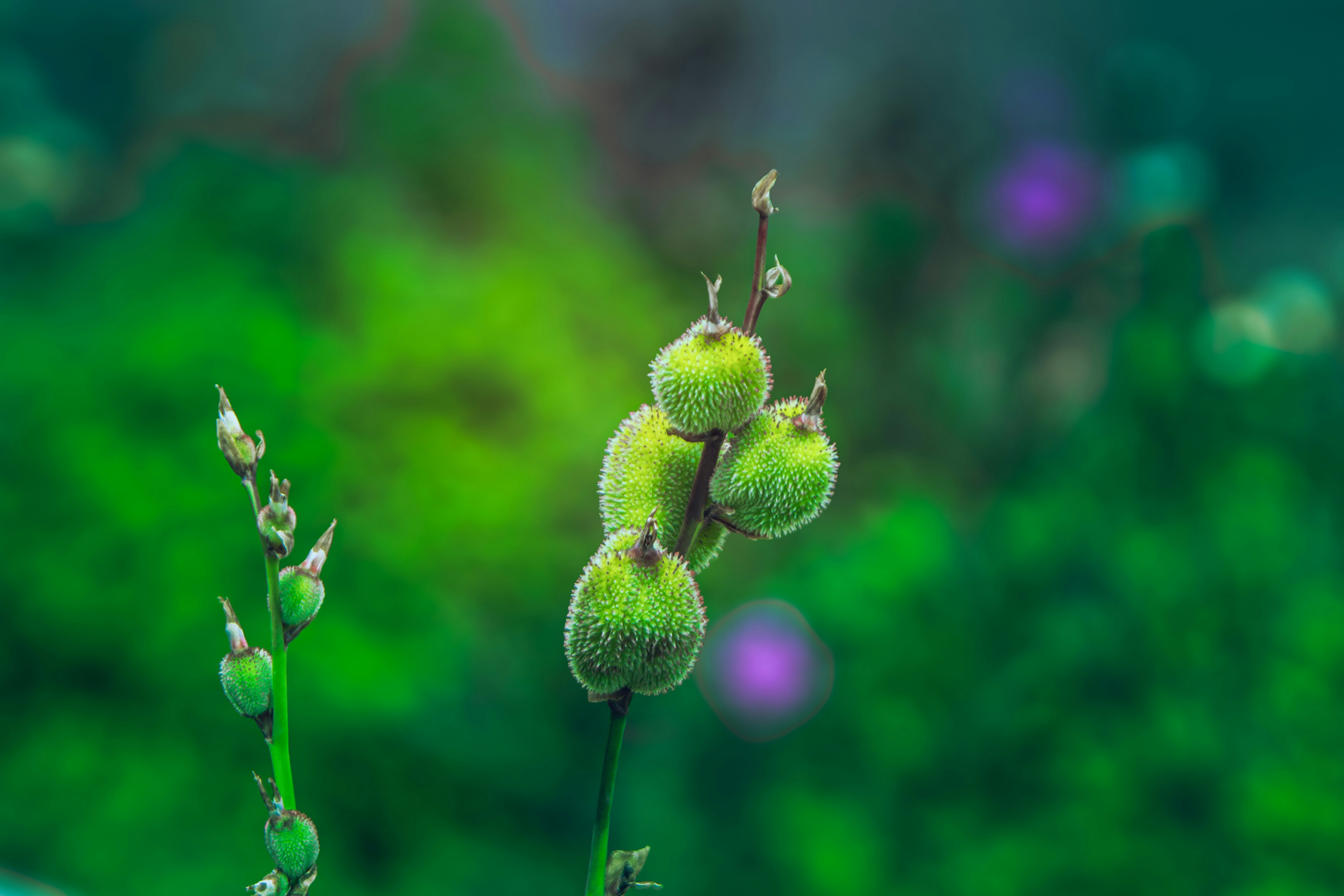 Vainas de semillas verdes y peludas en un tallo