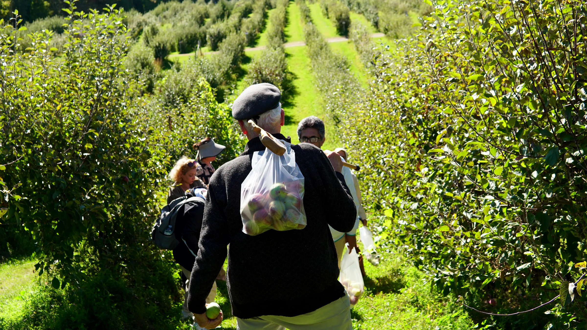 Visitors walking between the apple rows with full bags