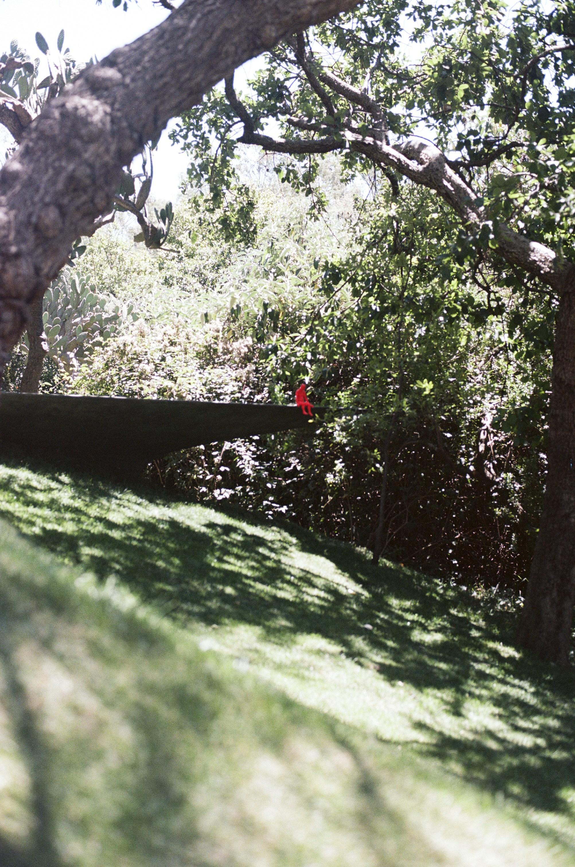 Red bird perched on a dark ledge in green foliage.