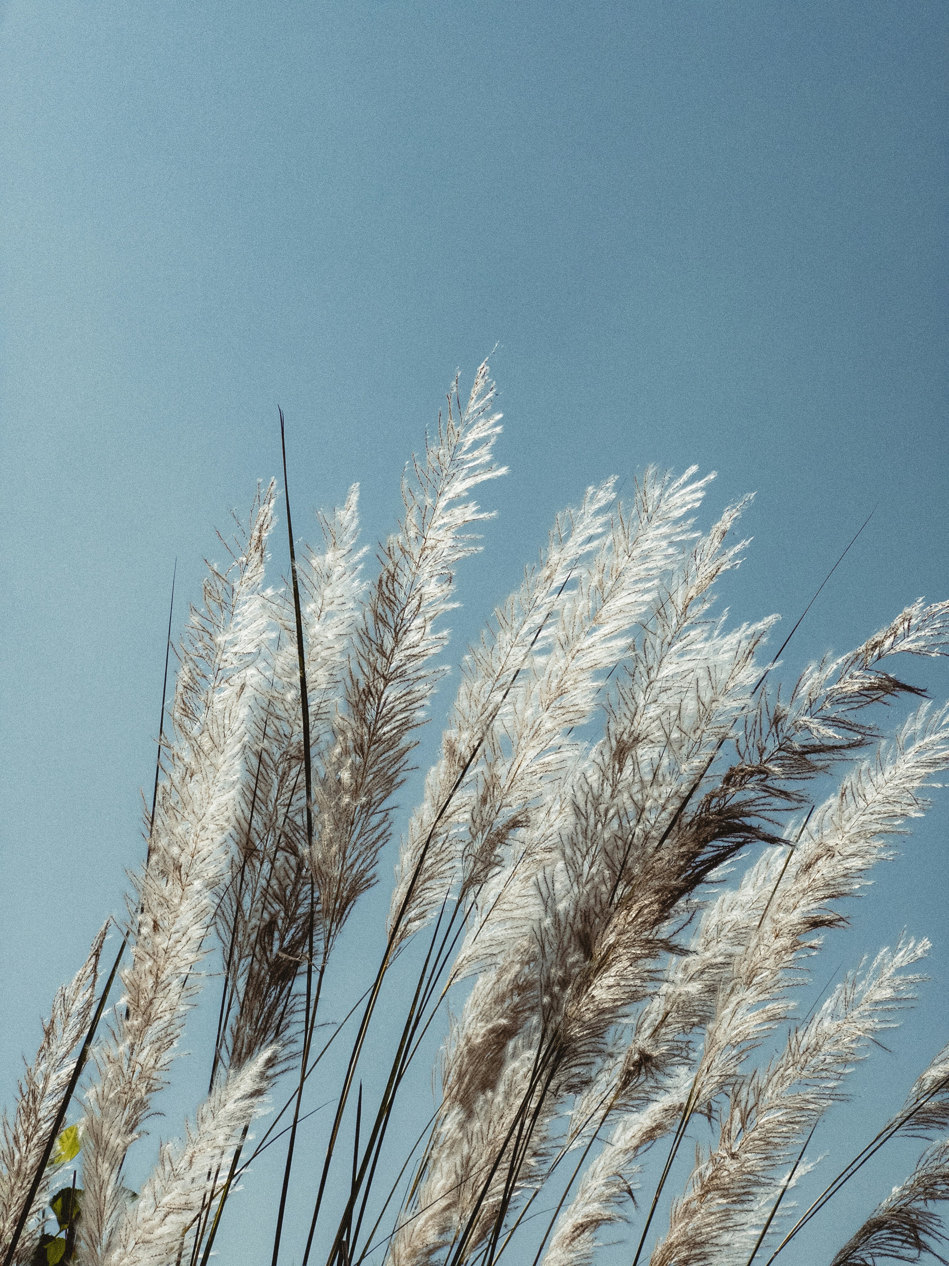 Un montón de hierba amarilla alta frente a un edificio foto – Imagen de  Primavera gratuita en Unsplash, image size:3000x4000