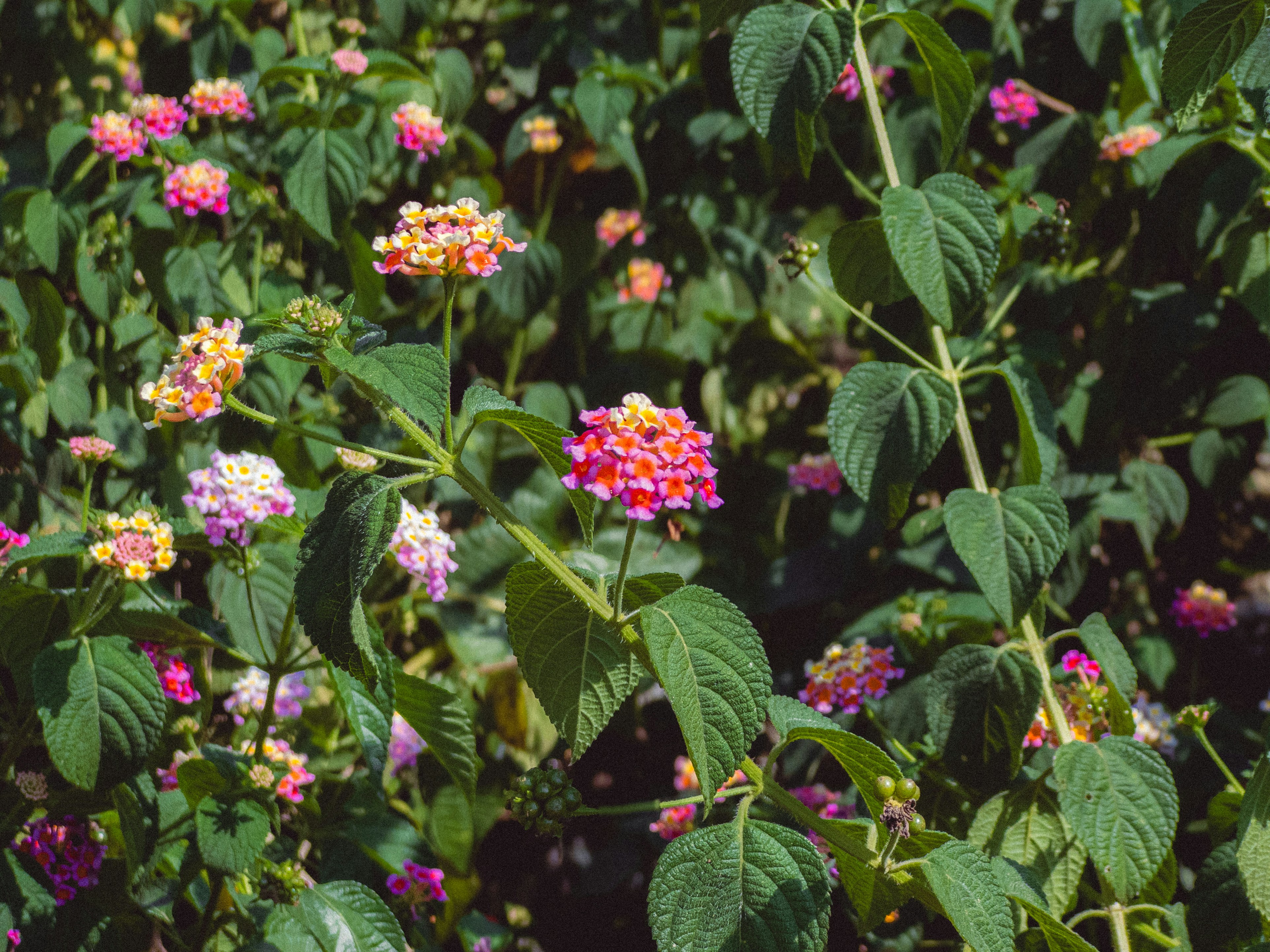 Photo by aayush_khokhar