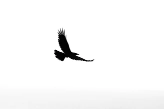 Silhouette of a bird of prey flying in the sky.