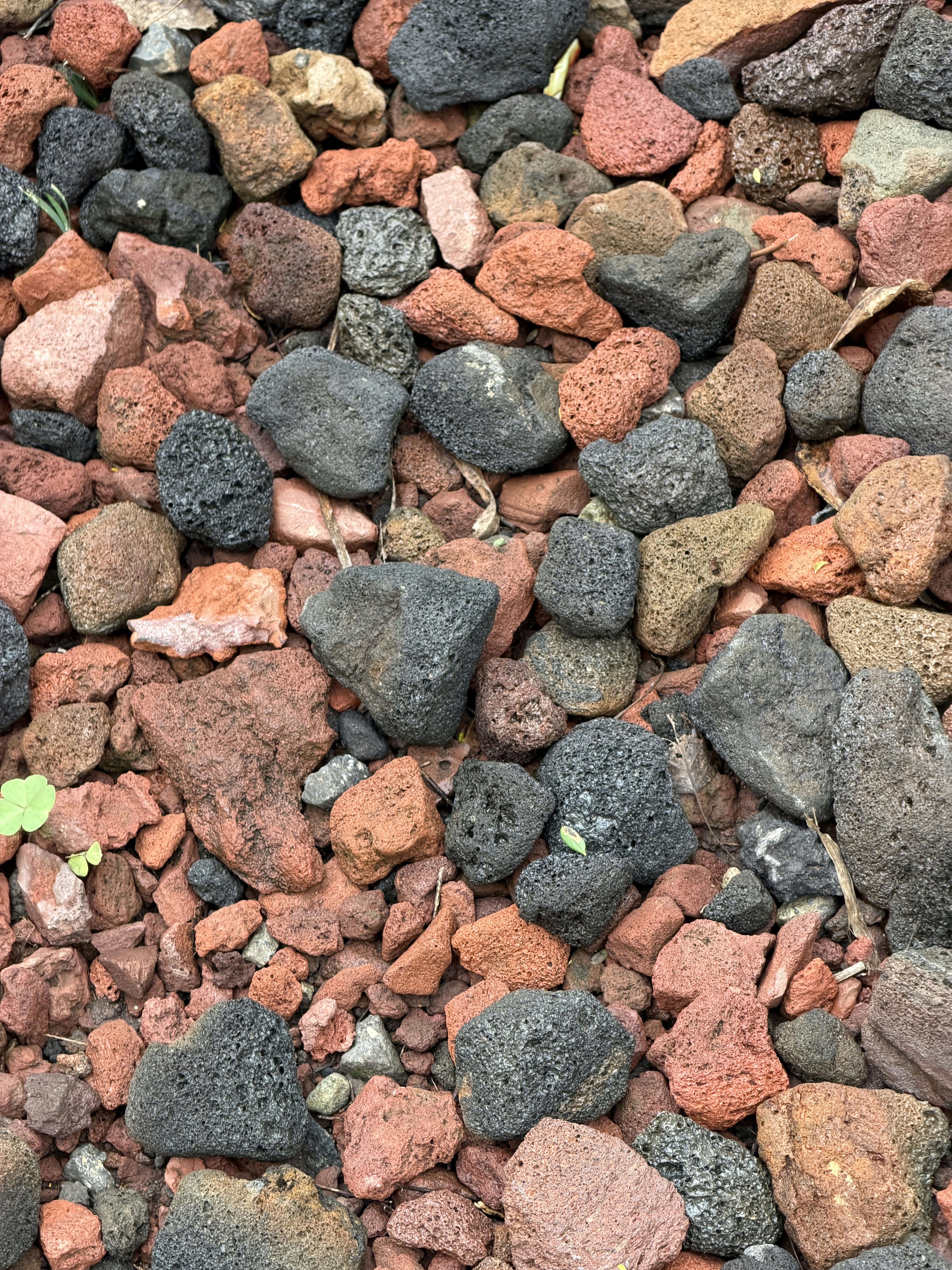 A close-up of red and black volcanic rocks.