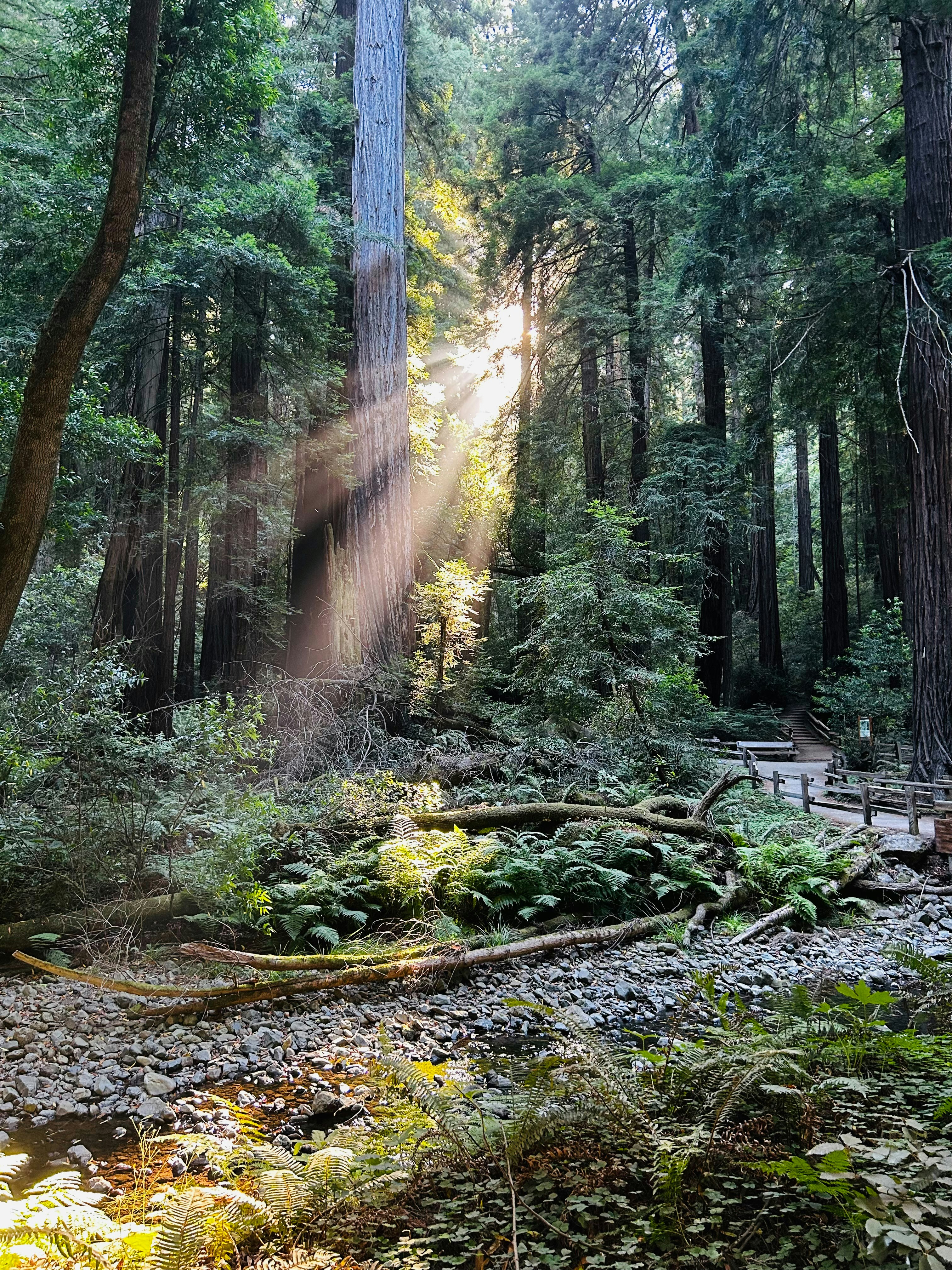 Sunbeams shining through a dense forest canopy