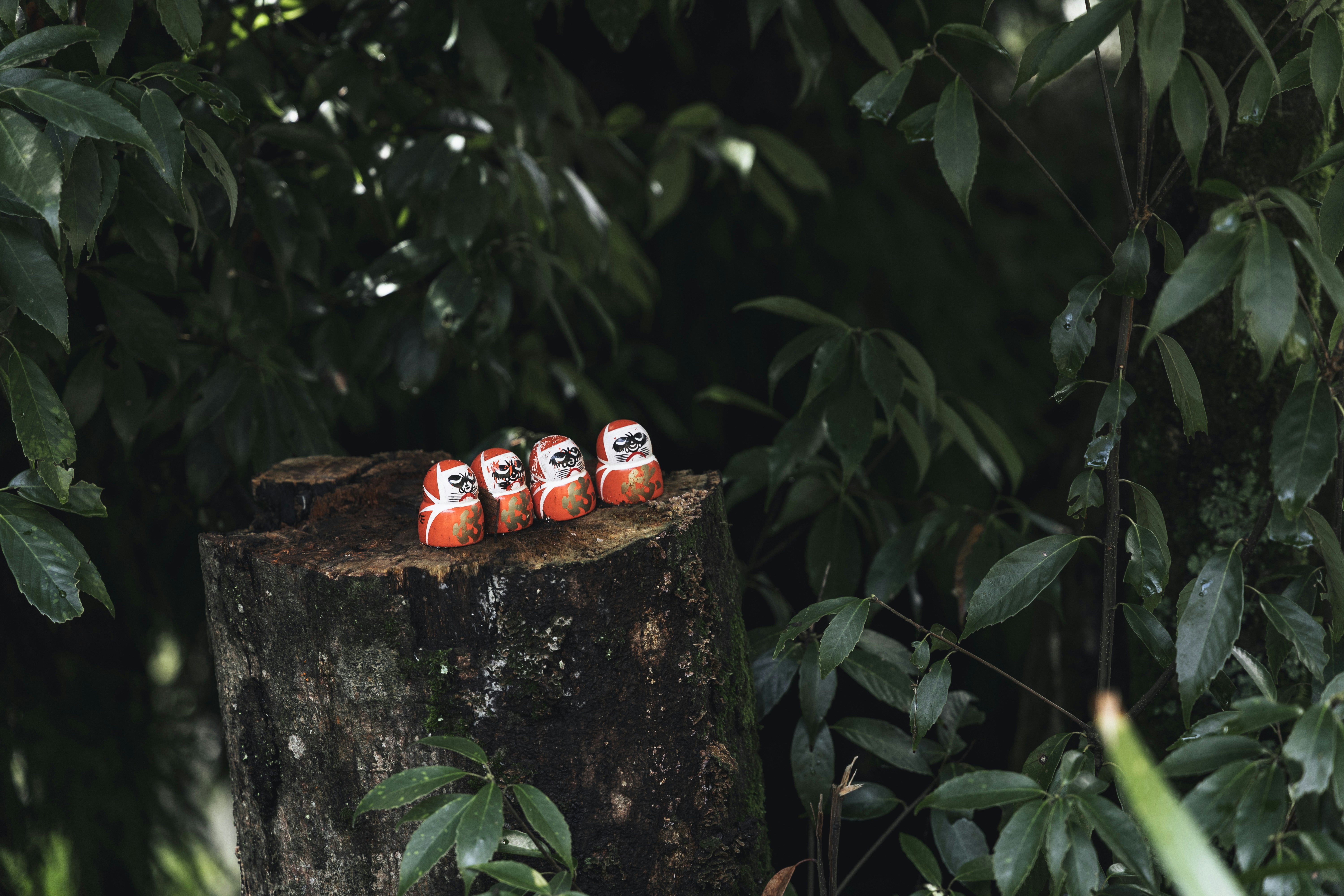 Four daruma dolls on a tree stump in forest.
