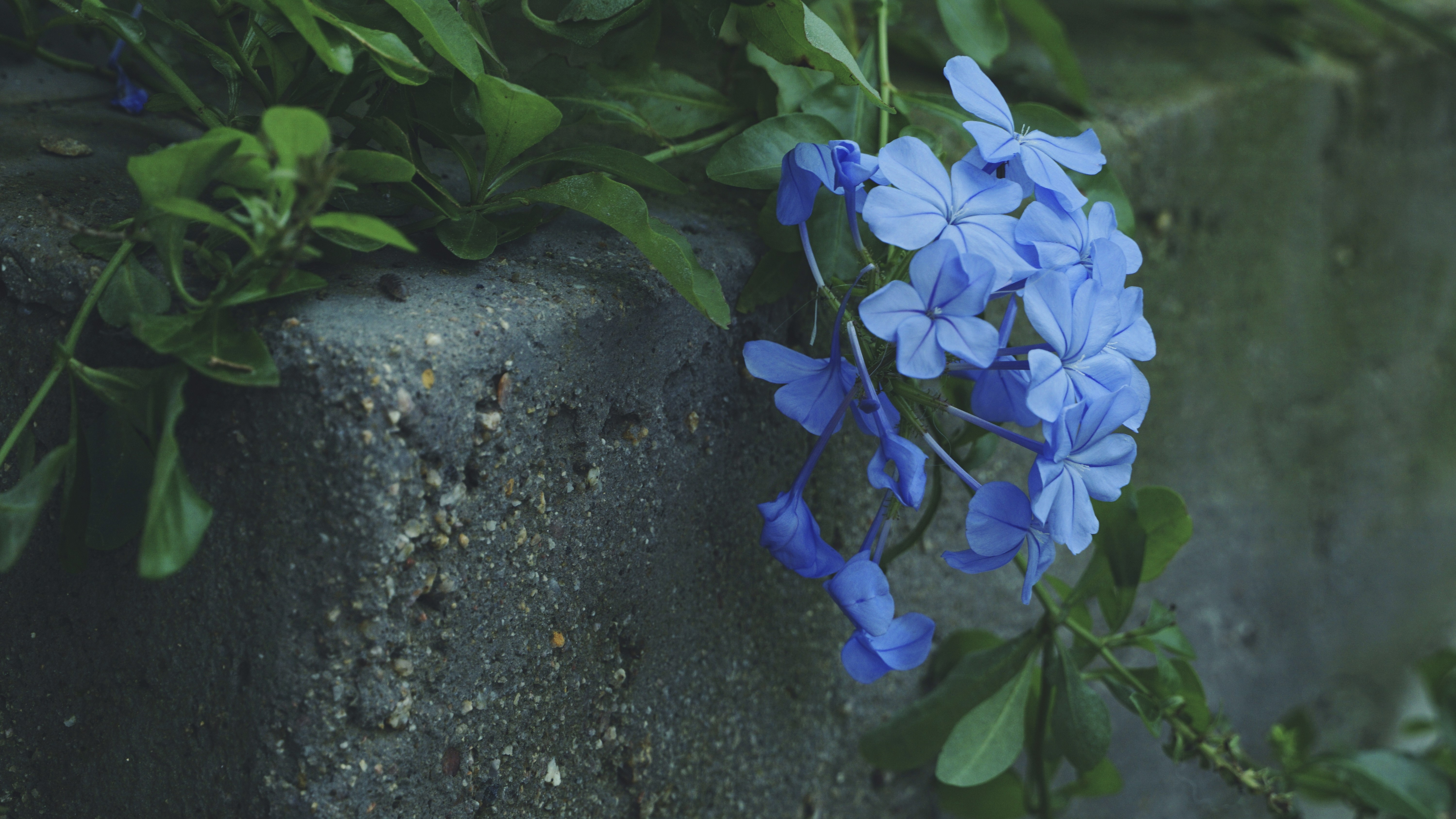 Cluster of delicate blue flowers near stone wall