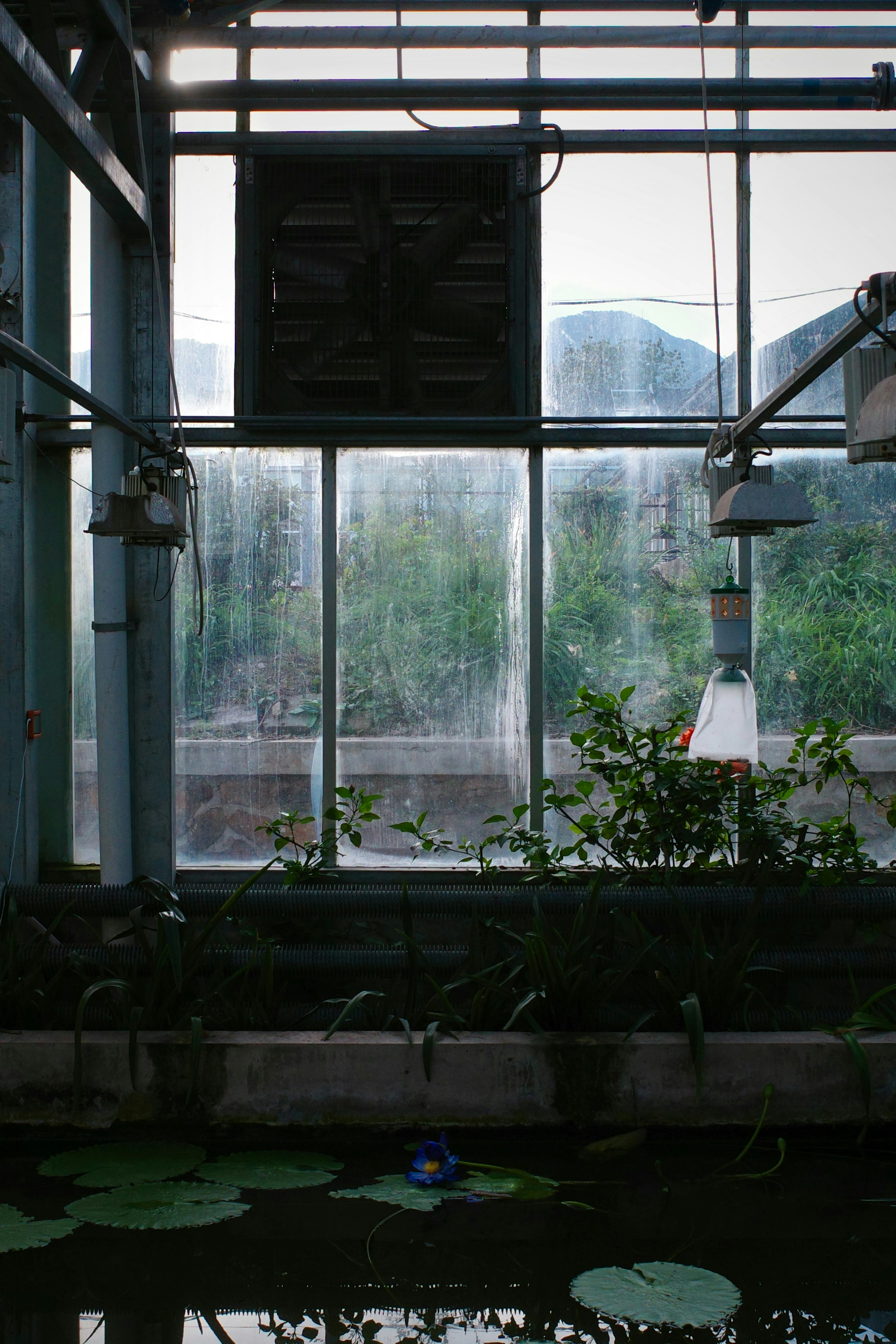 Greenhouse interior with plants and water feature.