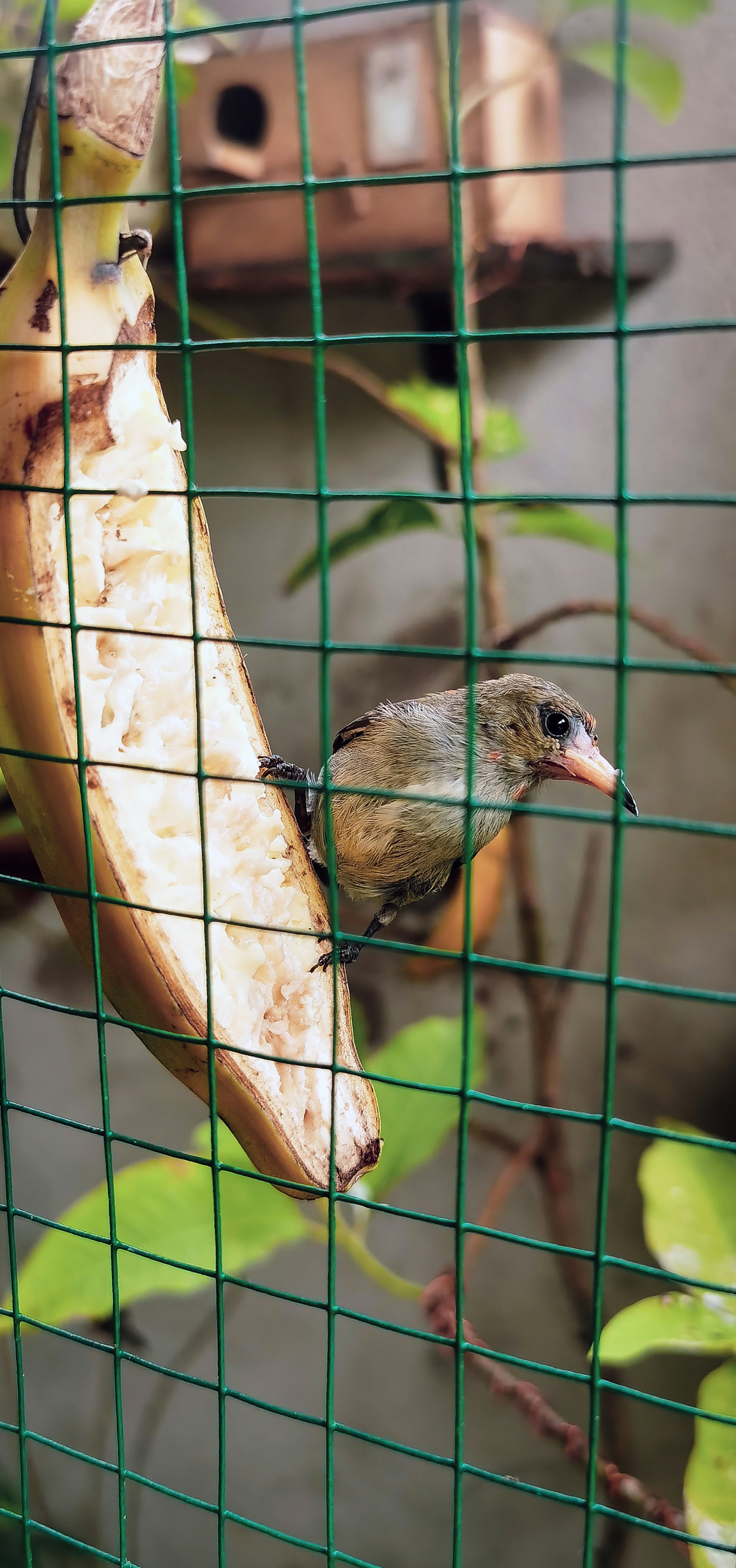 Small bird eating a banana behind a green fence.
