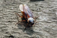 A cockroach crawls on a textured gray surface.