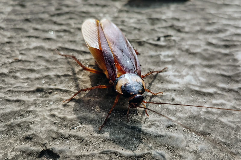 Cockroaches, a common coastal pest