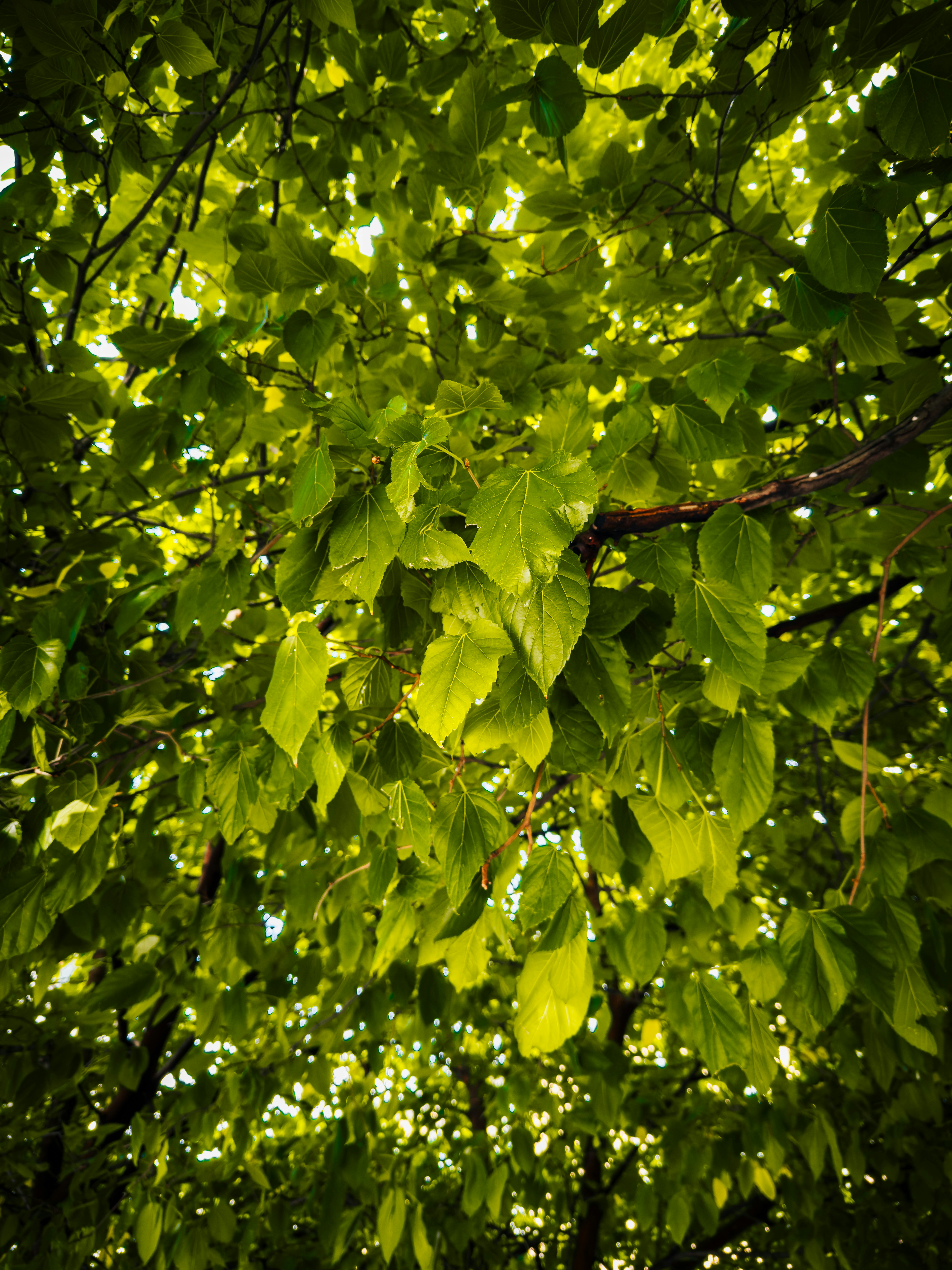 Photo by mattiasupershallo