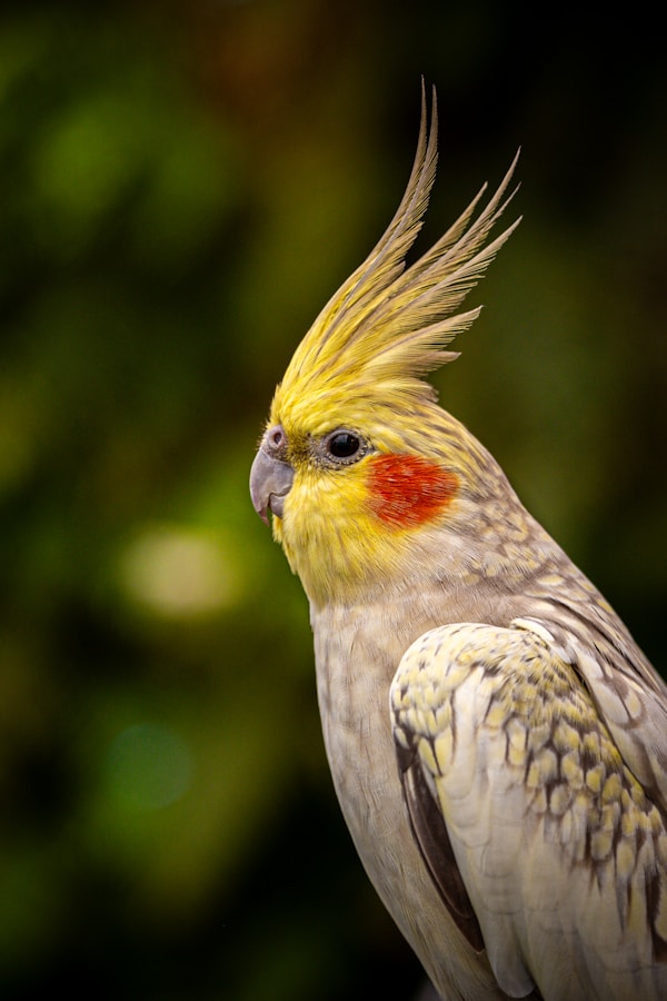 Cockatiel