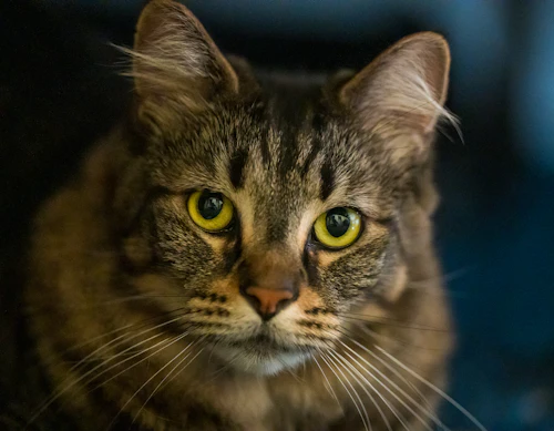 Pepper, a green-eyed tabby cat