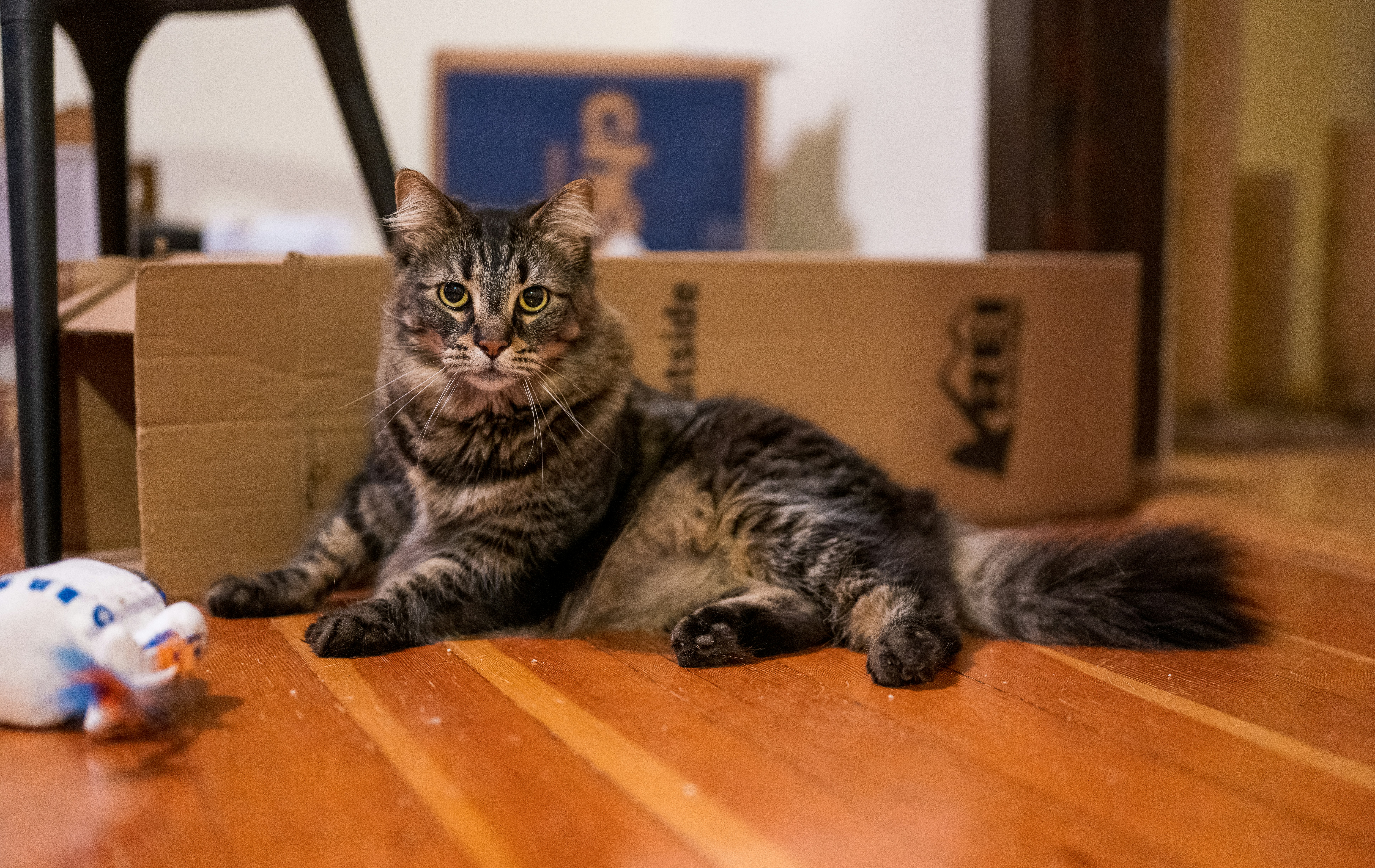 You Spent $400 on a Cat Tree and She's in a Amazon Box. Here's Why.