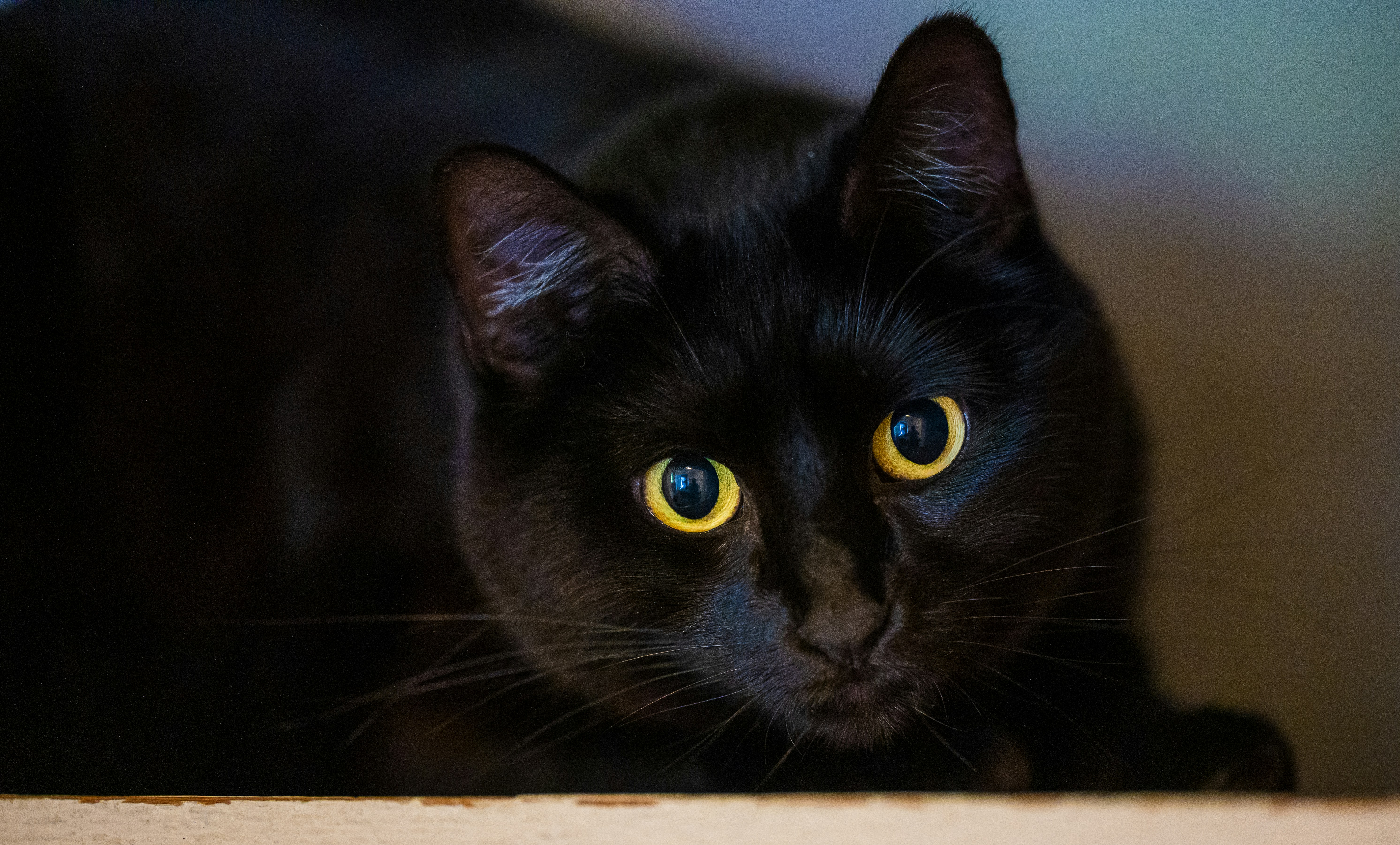 A black cat with bright yellow eyes looks forward.