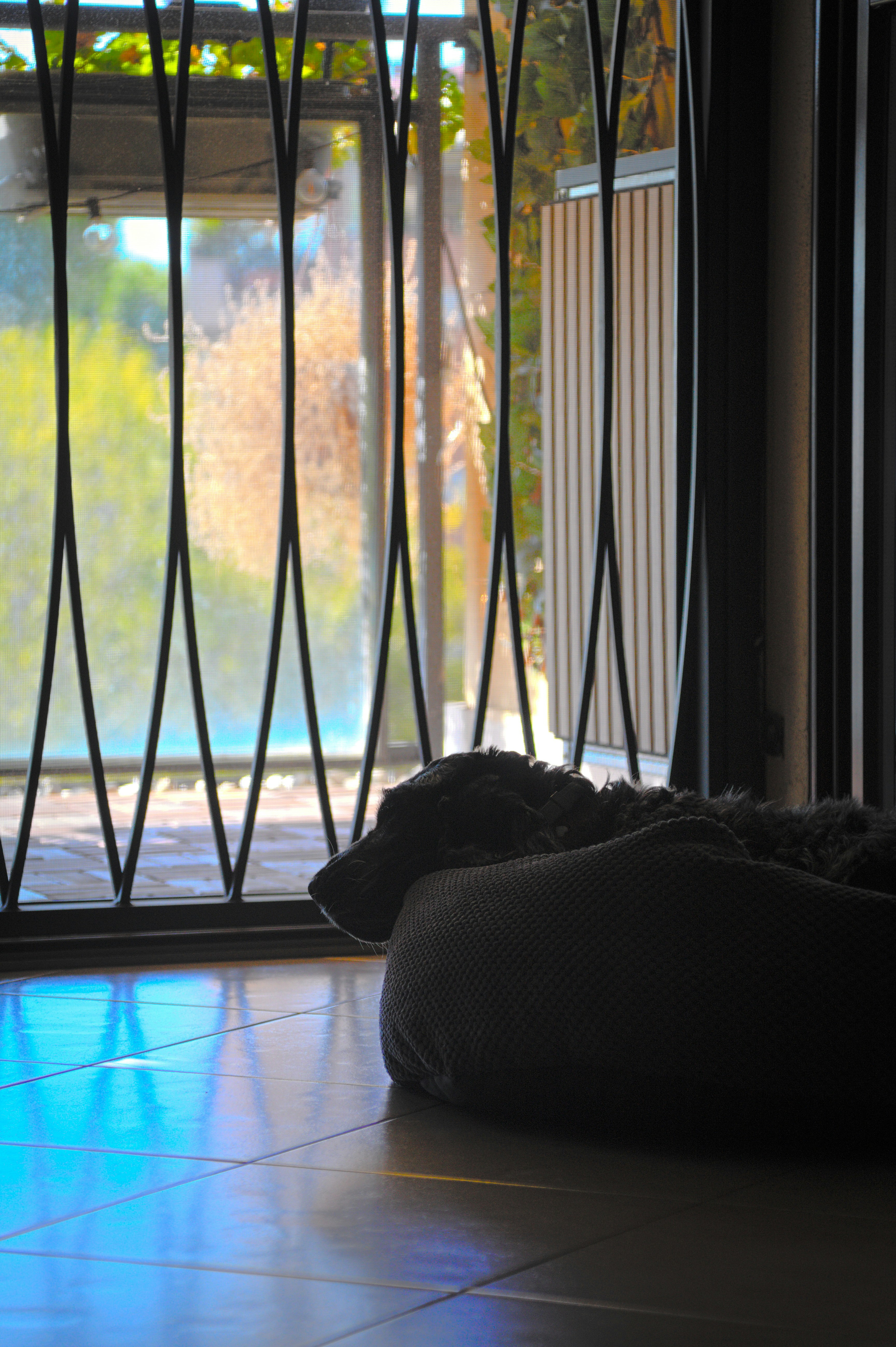 Un perro descansa junto a una ventana con una rejilla de metal.