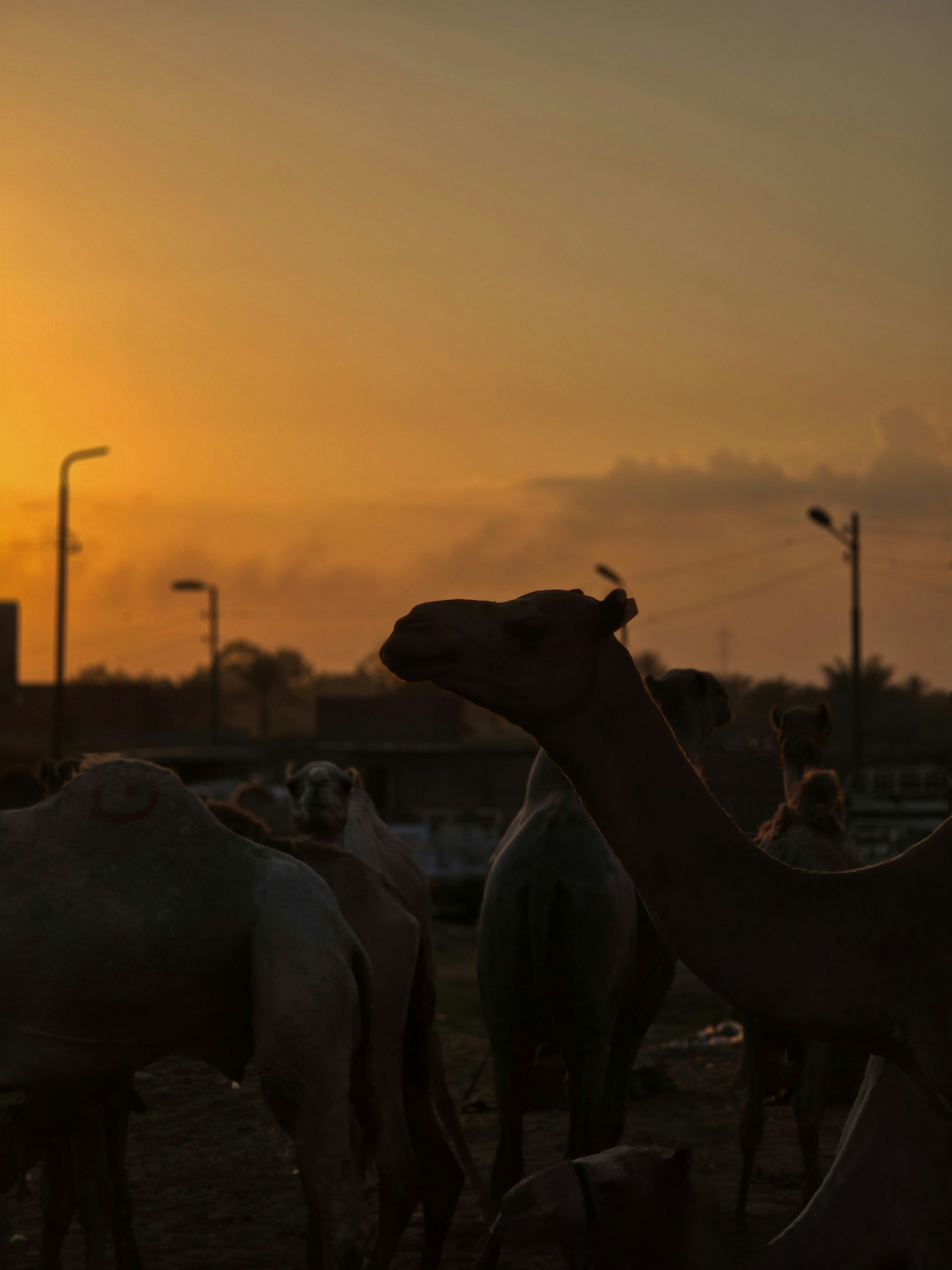 Camels silhouetted against a vibrant sunset sky
