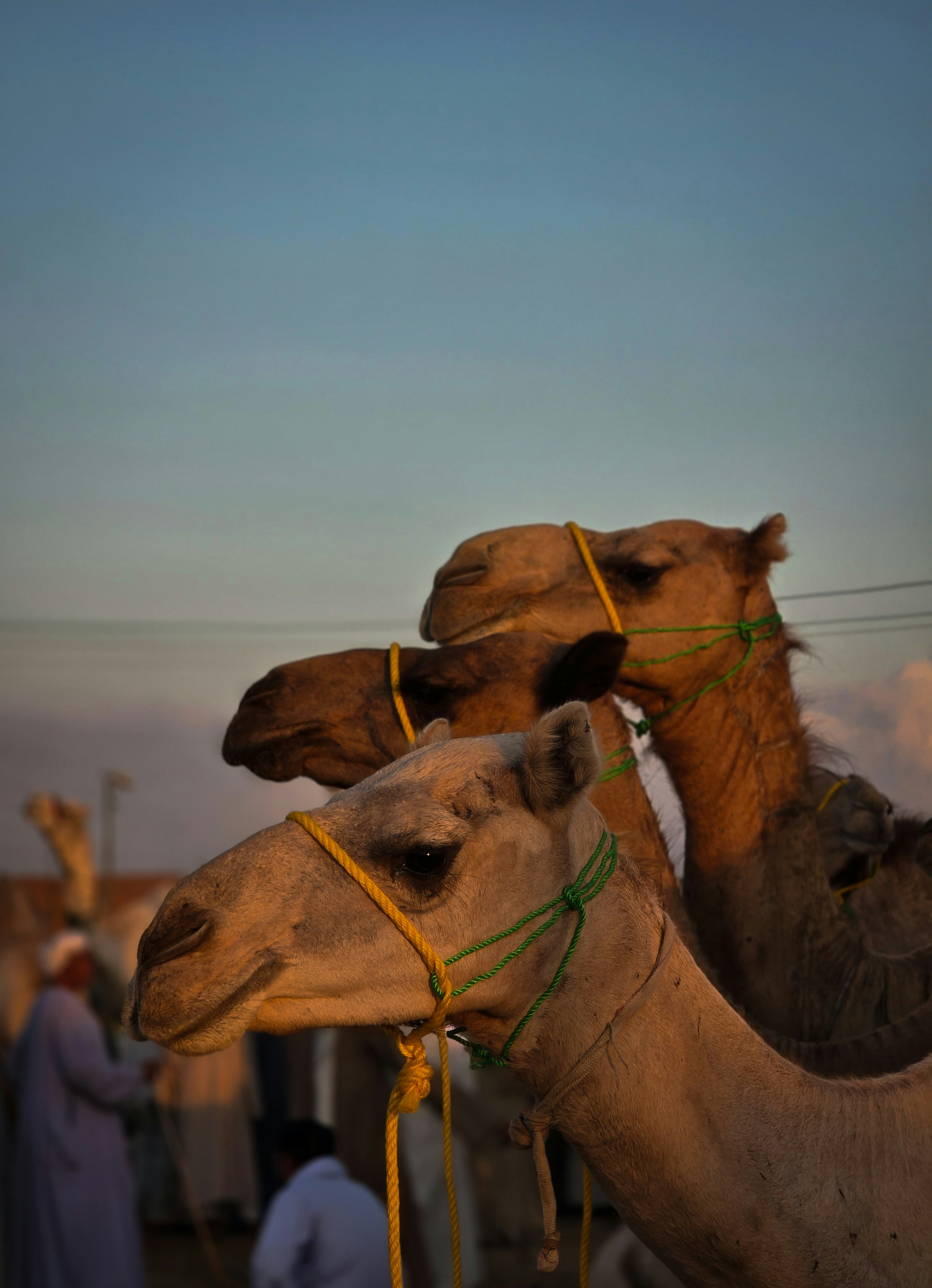 Three camels with ropes around their necks stand together.