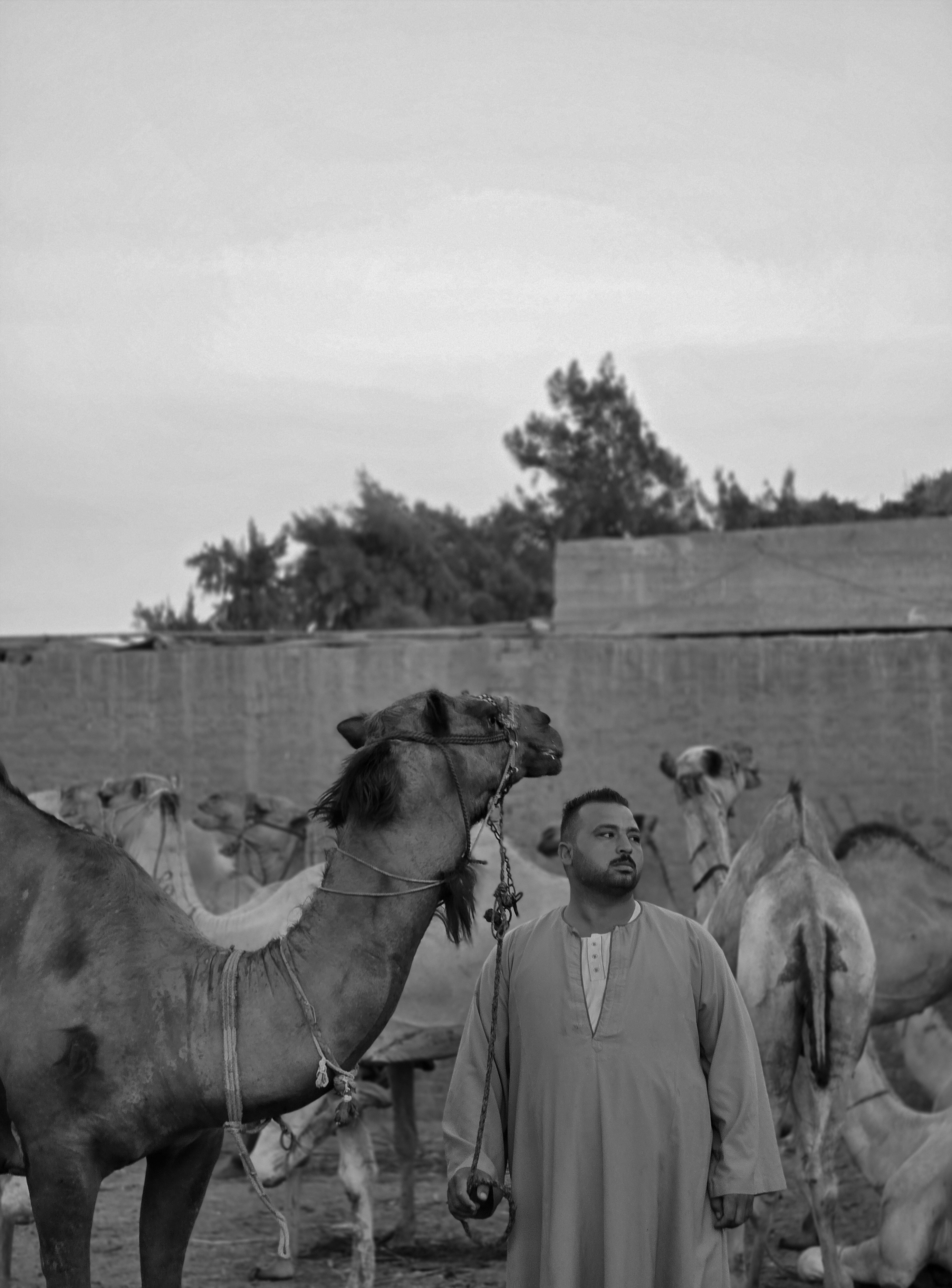 Man with camels in a desert landscape