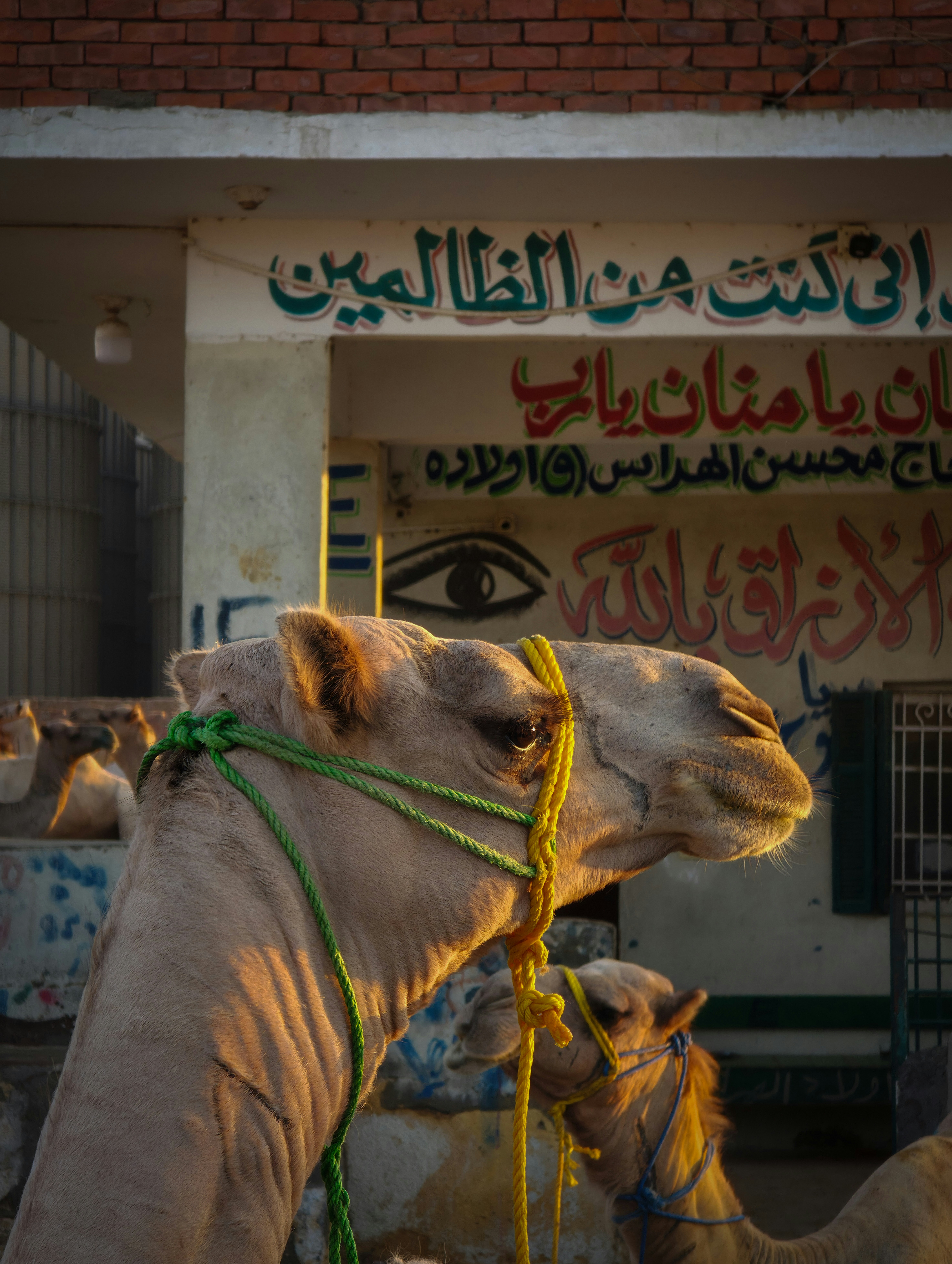 Two camels with green ropes in front of building.