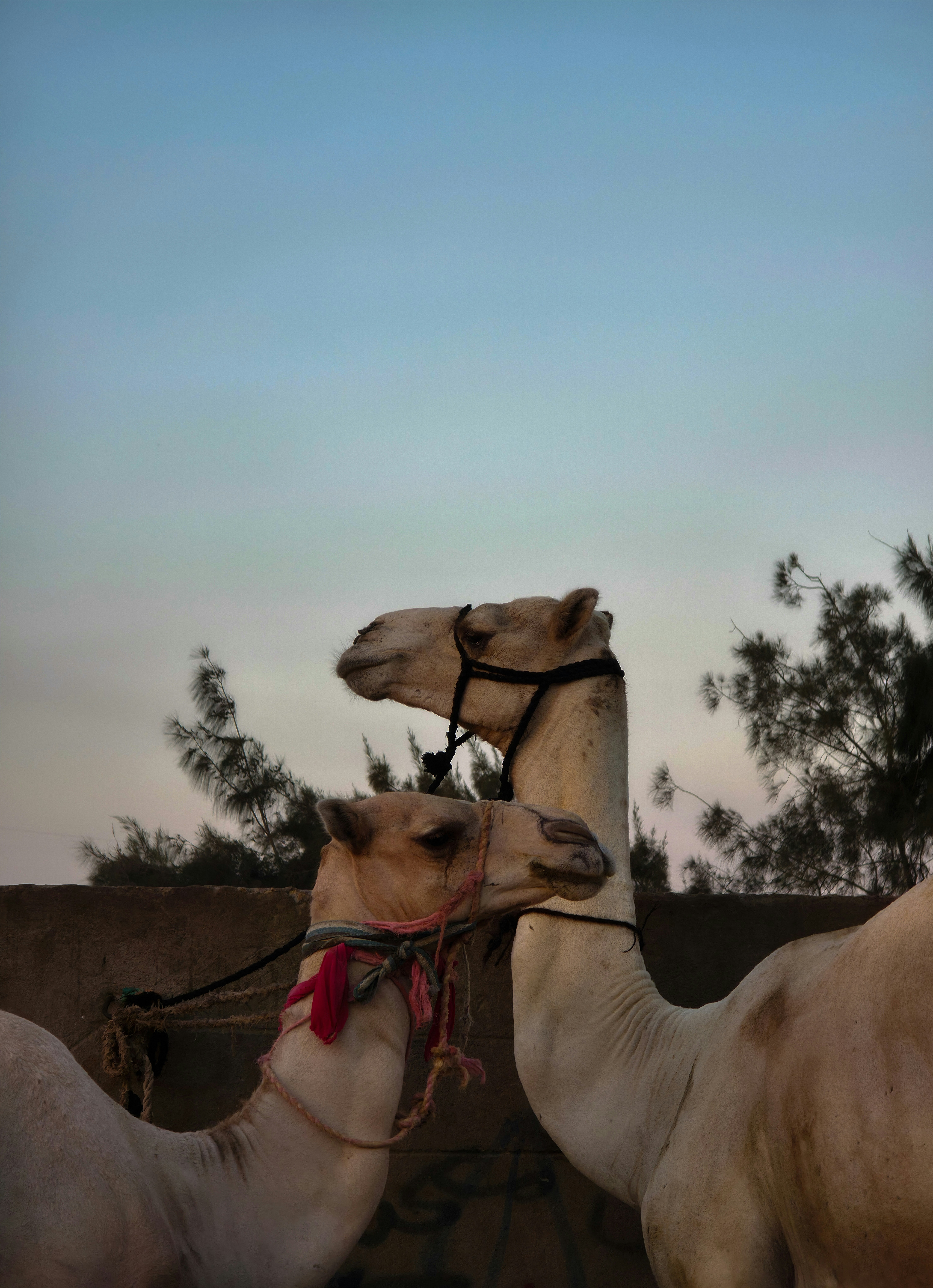 Two camels stand side-by-side against a dusky sky.