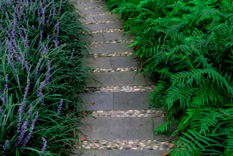 Stone pathway lined with lush green ferns and purple flowers