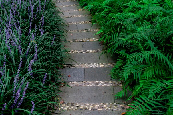 Stone pathway lined with lush green ferns and purple flowers